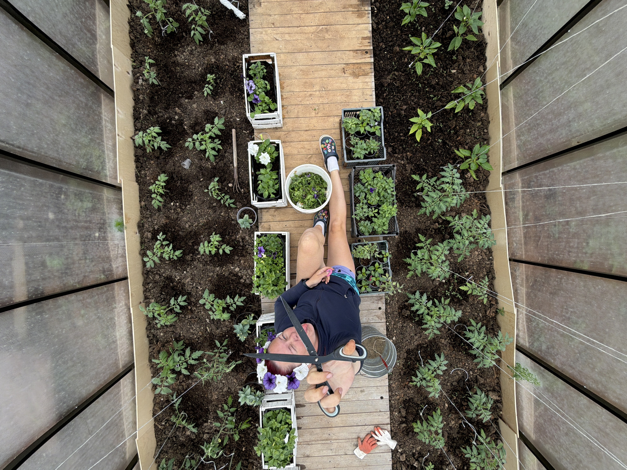 The image depicts an overhead view inside a greenhouse, purportedly in Chaikovsky, Russia. A person lies on a wooden walkway between two garden beds filled with soil and various plants, including tomato seedlings and flowering plants. The person is wearing a dark-colored long-sleeved shirt, patterned shorts, and socks with sandals. They also wear a flower crown and hold a large pair of scissors in front of their face. Several white wooden crates containing flowering plants are positioned along the walkway. A white bucket filled with plant trimmings sits beside the person's leg. Gardening tools and gloves are also visible. The greenhouse walls are constructed of a translucent material, and strings are attached to the walls, presumably for plant support.
