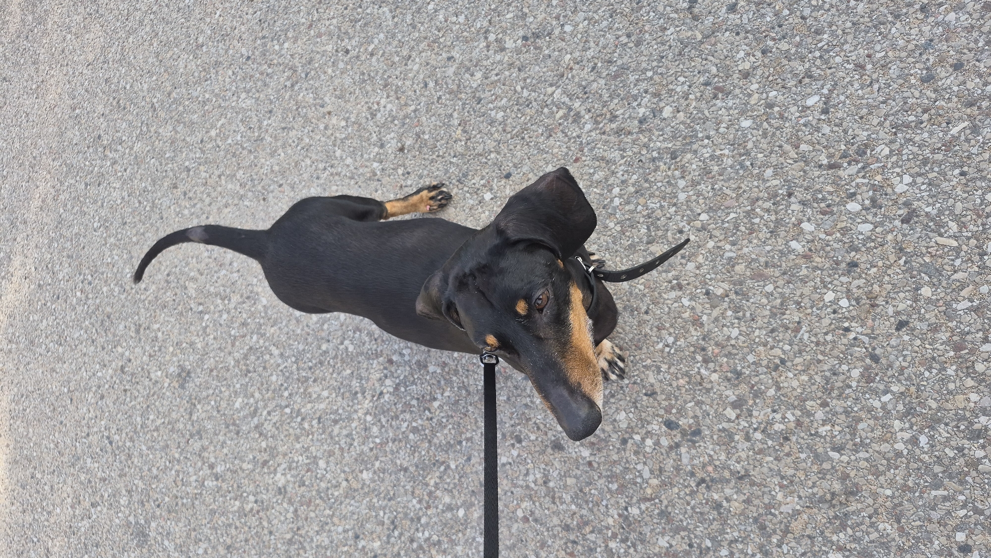 A black and tan dachshund dog is viewed from above, standing on an asphalt surface. The dog is on a black leash. The background is a textured asphalt pavement composed of small pebbles. The dog's body is mostly black, with tan markings on its legs and face. Its ears are long and floppy, and its tail is slightly curved. The dog appears to be looking upwards. The scene suggests an outdoor setting, possibly a street or sidewalk in Krauja, Latvia.