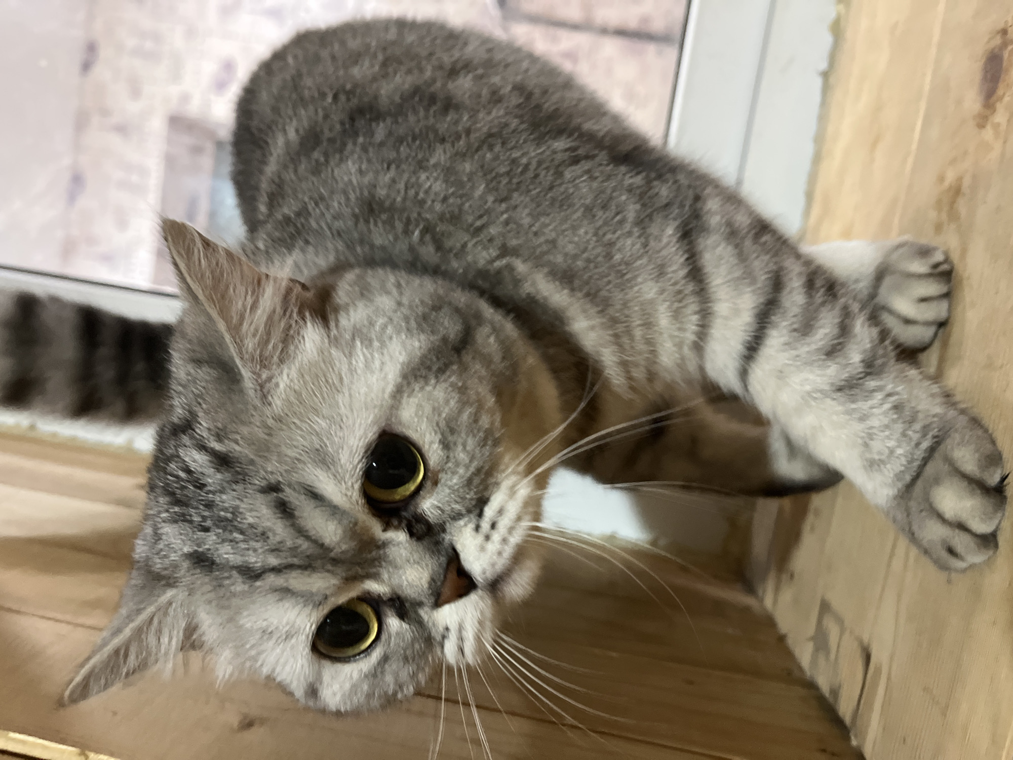 A gray tabby cat with large yellow eyes is positioned in the lower left of the image, looking up toward the camera. The cat's fur is short and striped with black markings. Its whiskers are long and white. The cat's paws are visible in the upper right corner of the image. The background consists of wooden planks and a window. The location is Chaikovsky, Russia.