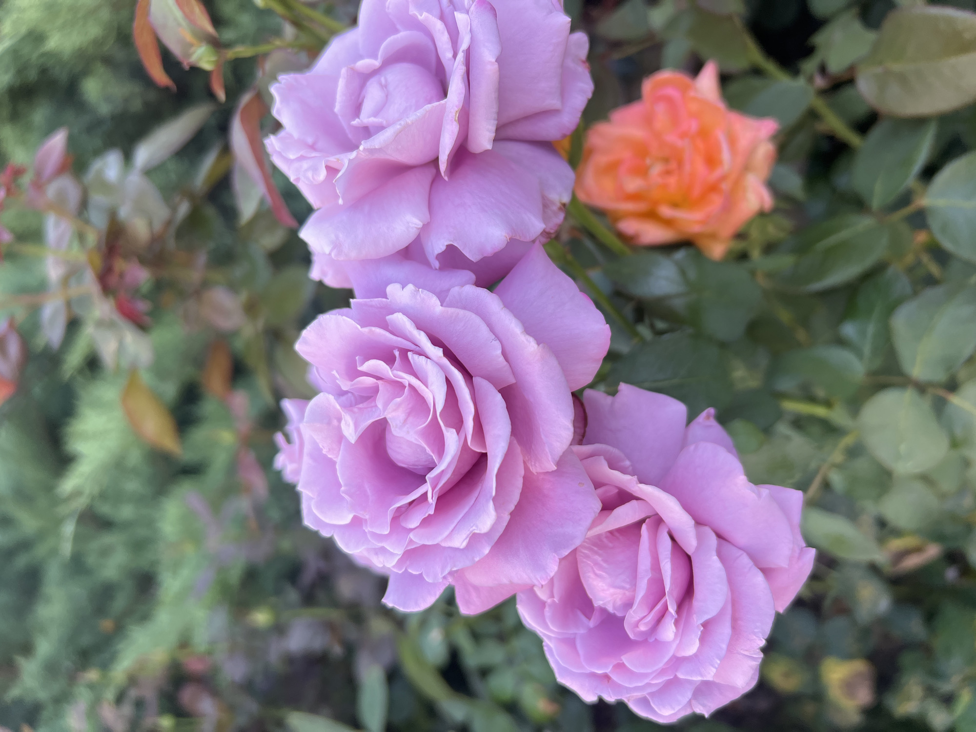 In Kryzhanivka, Ukraine, a close-up, eye-level shot captures three delicate lavender roses in the foreground, their petals unfurling in intricate layers. To the right and slightly behind them, a vibrant orange rose peeks through, its color a stark contrast to the cooler tones of its companions. The roses are nestled amongst lush green foliage and stems, with hints of reddish-brown leaves and branches also visible. The background is a soft blur of green, suggesting a garden setting. The lighting appears natural, with a gentle softness that highlights the textures of the rose petals.