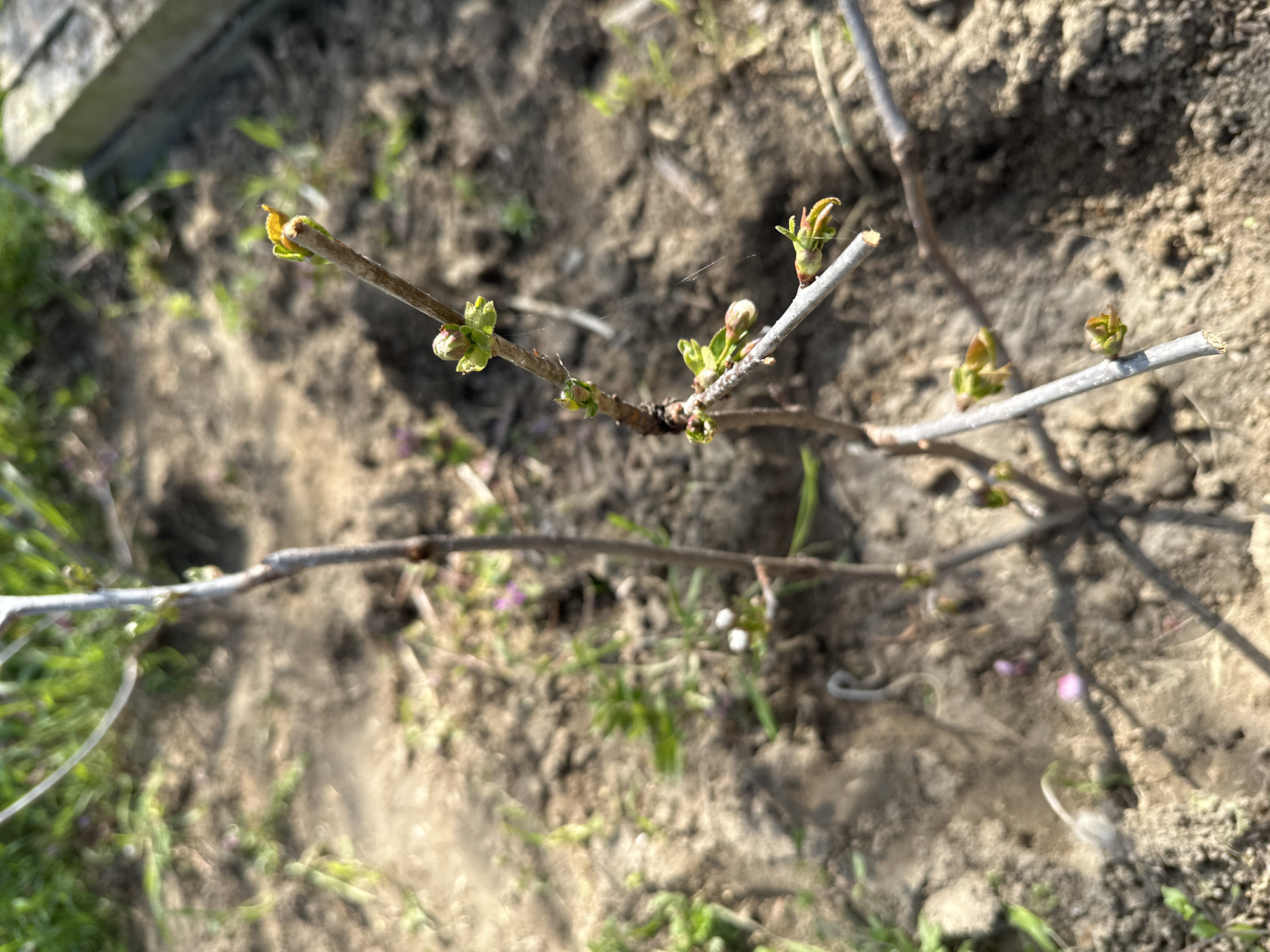 The image depicts a close-up of several branches of a plant with sprouting buds, set against a background of soil, grass, and debris. The thin, light-brown branches are the primary subject, with small, green and reddish-brown buds emerging from them. The ground beneath is composed of dark-brown soil with patches of green grass and small white and pink flowers scattered around. A concrete edge is partially visible in the upper left corner. The scene appears to be outdoors. There is no evidence of people, subjects, objects, actions, or interactions visible. There is no forensic information available. Location in Choba, Bulgaria is unknown.