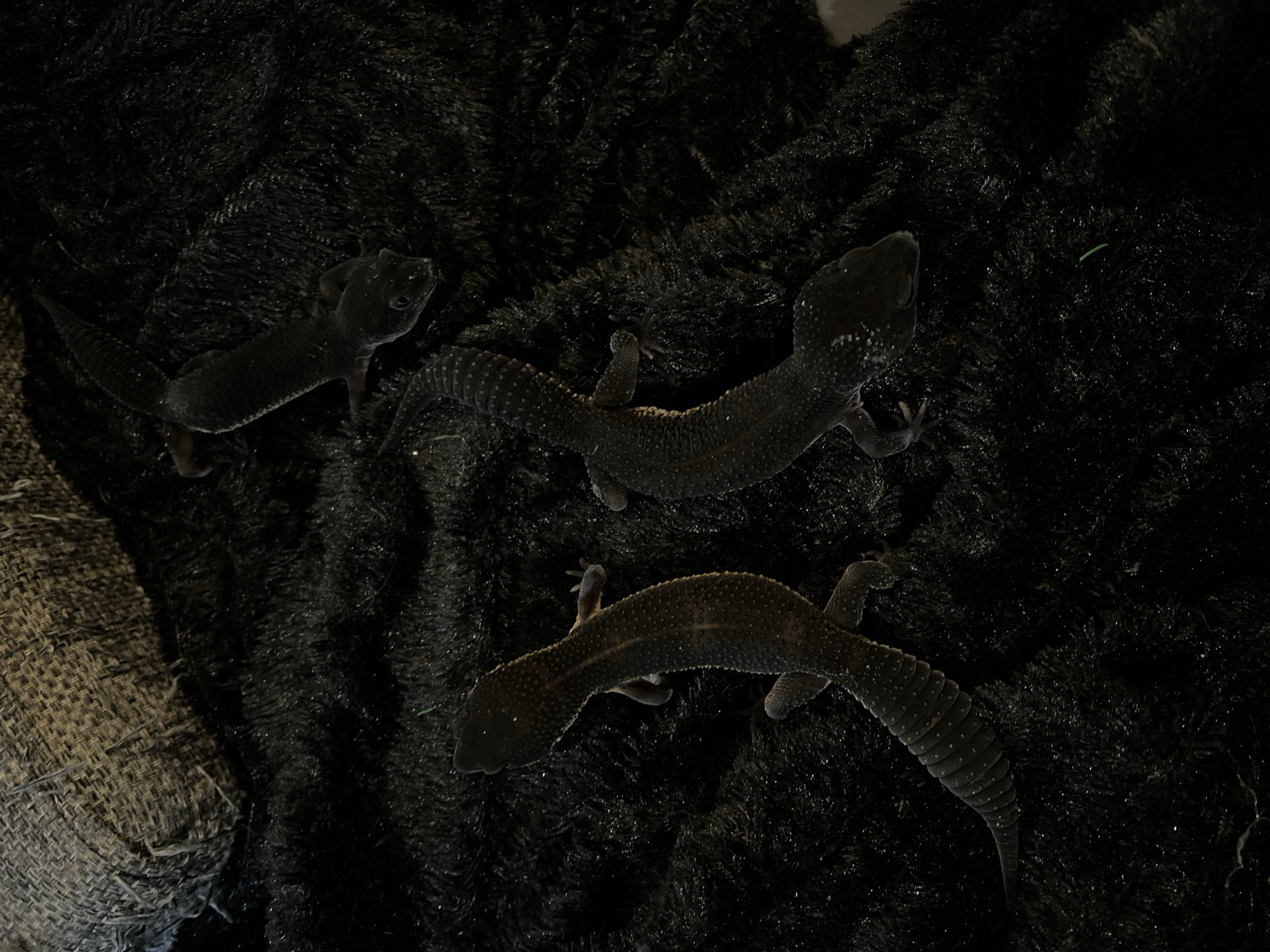 Three dark-colored geckos are present on a black, shaggy fabric surface. The geckos, exhibiting textured, bumpy skin and segmented tails, are positioned with one in the upper right, one centrally to the right, and one in the mid-left. A roll of coarse, tan and grey woven fabric is visible in the upper left background. A single small, bright green linear fragment rests on the black fabric in the lower right quadrant. The scene is consistent with an indoor environment. This event is situated in Khimki, Russia.