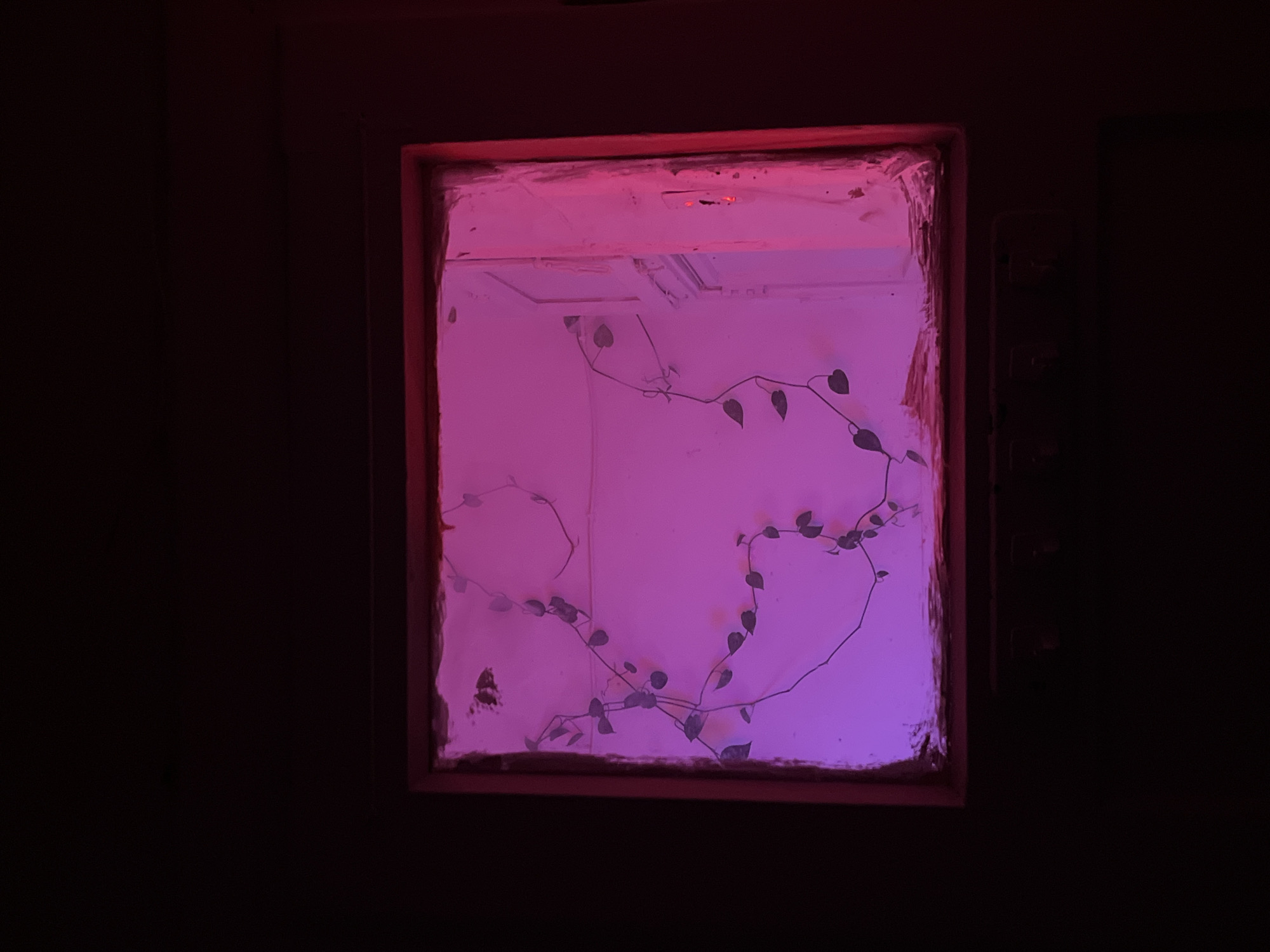 A square window, possibly interior, is centered in a black-walled space. The window frame is made of wood and painted red. Inside the window is a white room, illuminated with a strong pink light. A vine plant with heart-shaped leaves is growing across the inside of the window. The location is unknown, and no details indicate Tel-Aviv or Israel. There are no people in the image. The scene is indoors.