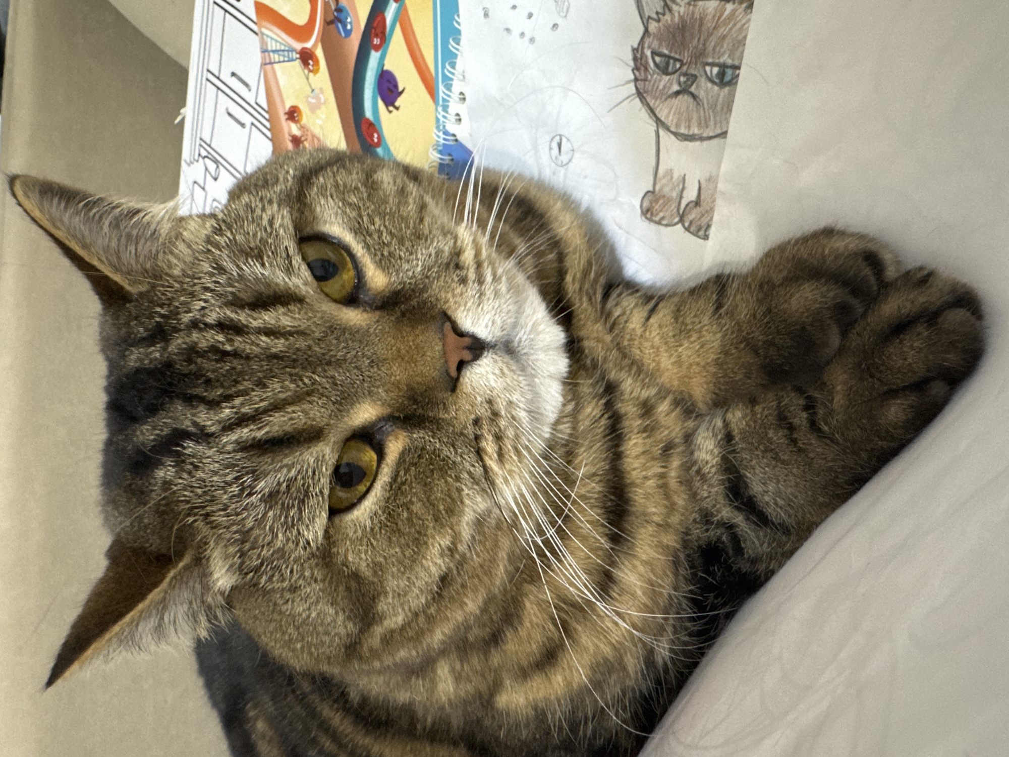 A tabby cat with golden eyes and white whiskers is lying on a white surface. The cat is facing the camera, with its paws crossed in front of it. Behind the cat, there is a drawing of another cat, and to the left, a textured surface that appears to be a couch or cushion. The overall scene is an indoor setting, likely a domestic environment, with no indication of location in Mikhaylovsk, Russia.