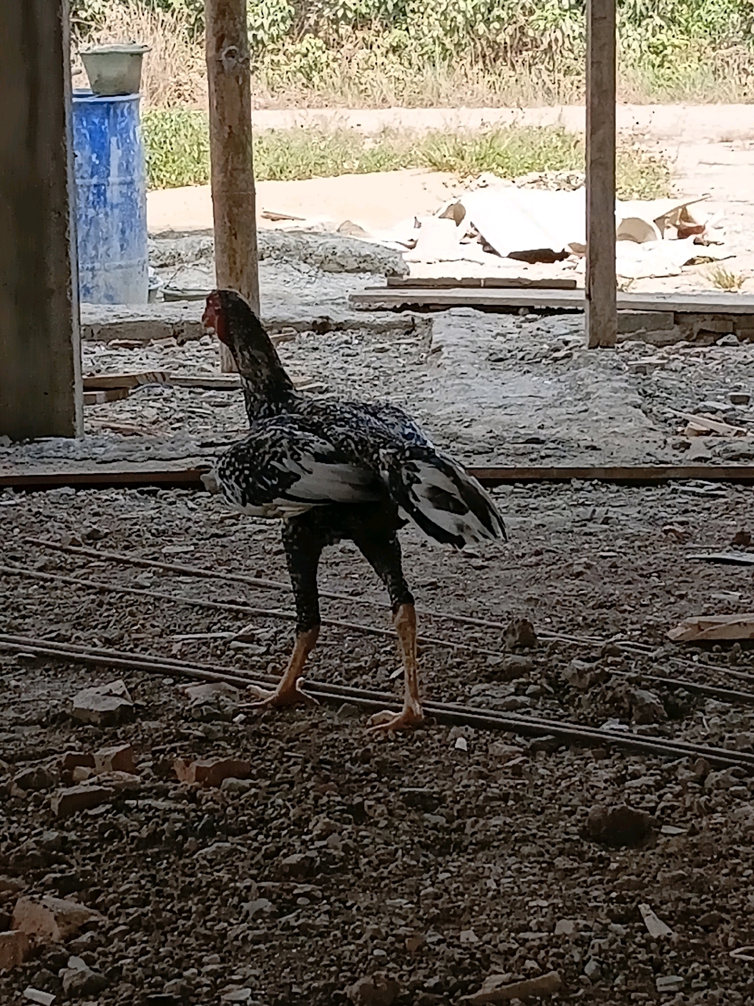 A black and white speckled rooster stands on a construction site in Margo Rukun, Indonesia. The ground is covered in gravel, rebar, and scattered bricks. In the background, there is a blue barrel with a planter on top, a wooden post, and some greenery. The rooster is facing away from the camera, with its head turned to the left.