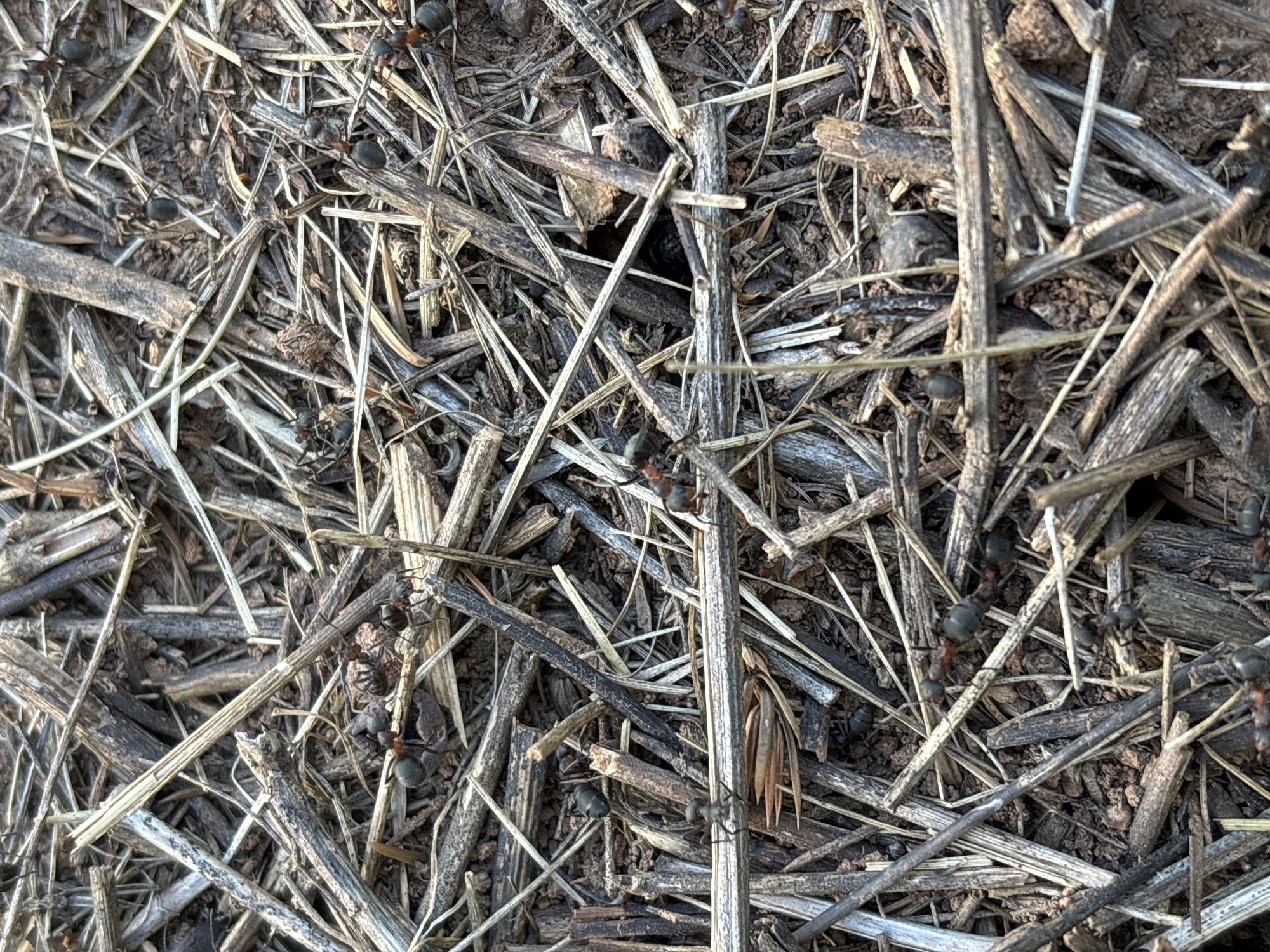 The image is a close-up, eye-level shot of a group of ants on a bed of dry, fallen plant material, likely straw or grass stalks, in a natural environment. The ants are black and red, with some appearing larger than others. They are scattered amongst the debris, with some actively moving or interacting with each other. The ground beneath the plant material is dark brown soil. The lighting suggests it is daytime, with some shadows present. The scene is devoid of any human presence or urban elements, indicating it is likely situated in a rural or natural area outside of a densely populated city. The image composition focuses solely on the ants and their immediate surroundings, emphasizing their intricate details and the textures of the natural debris.