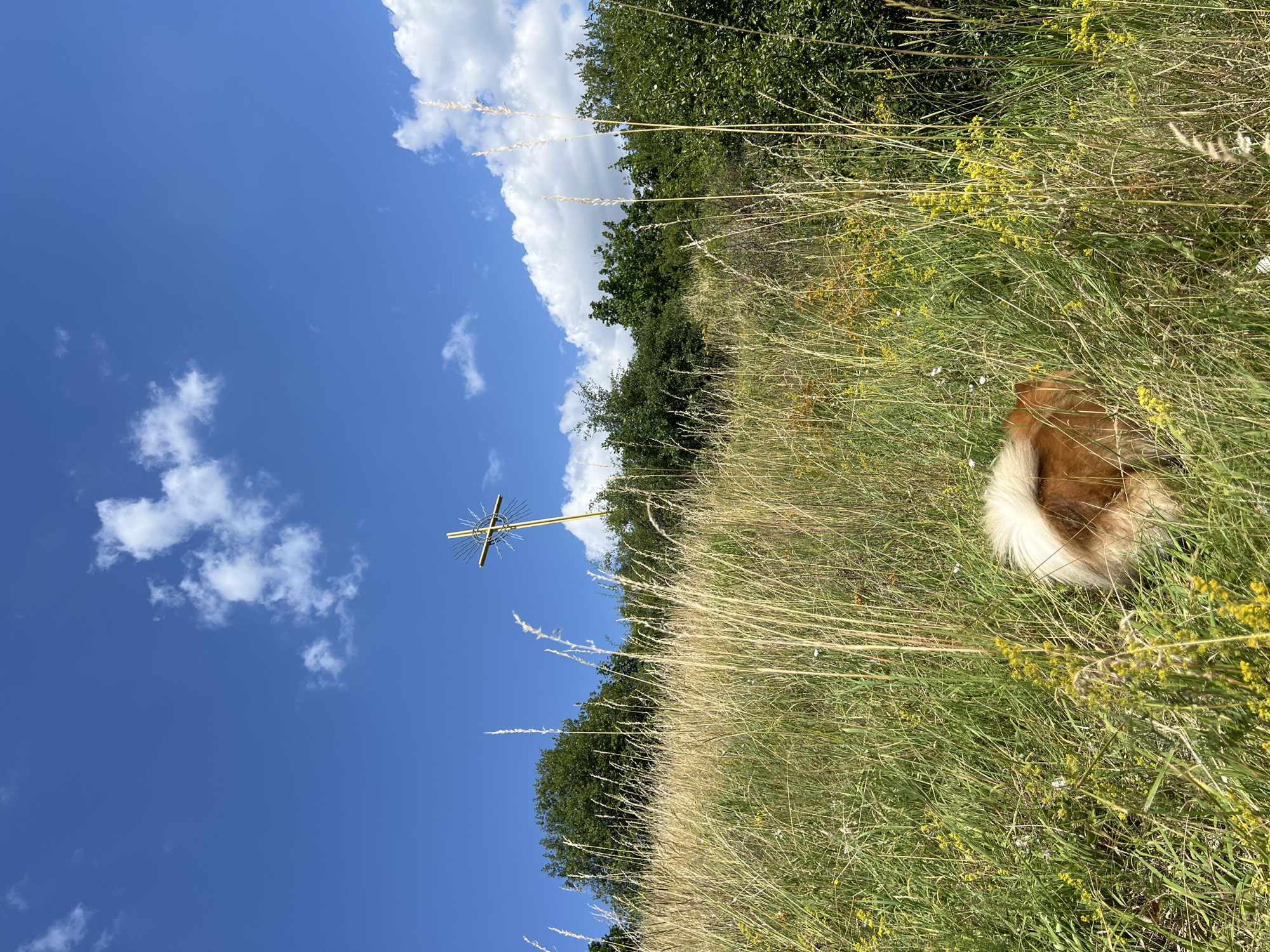 The image depicts a natural outdoor scene in Karniowice, Poland, under a bright blue sky dotted with white clouds. In the background, a tall, golden cross stands prominently on a hilltop, surrounded by lush green trees. The foreground is dominated by a field of tall, dry grass interspersed with small yellow flowers. Partially hidden within the grass in the lower right quadrant of the image is the rear of a fluffy, reddish-brown and white dog. The dog's tail is raised and appears to be wagging. The overall impression is one of a peaceful rural landscape.