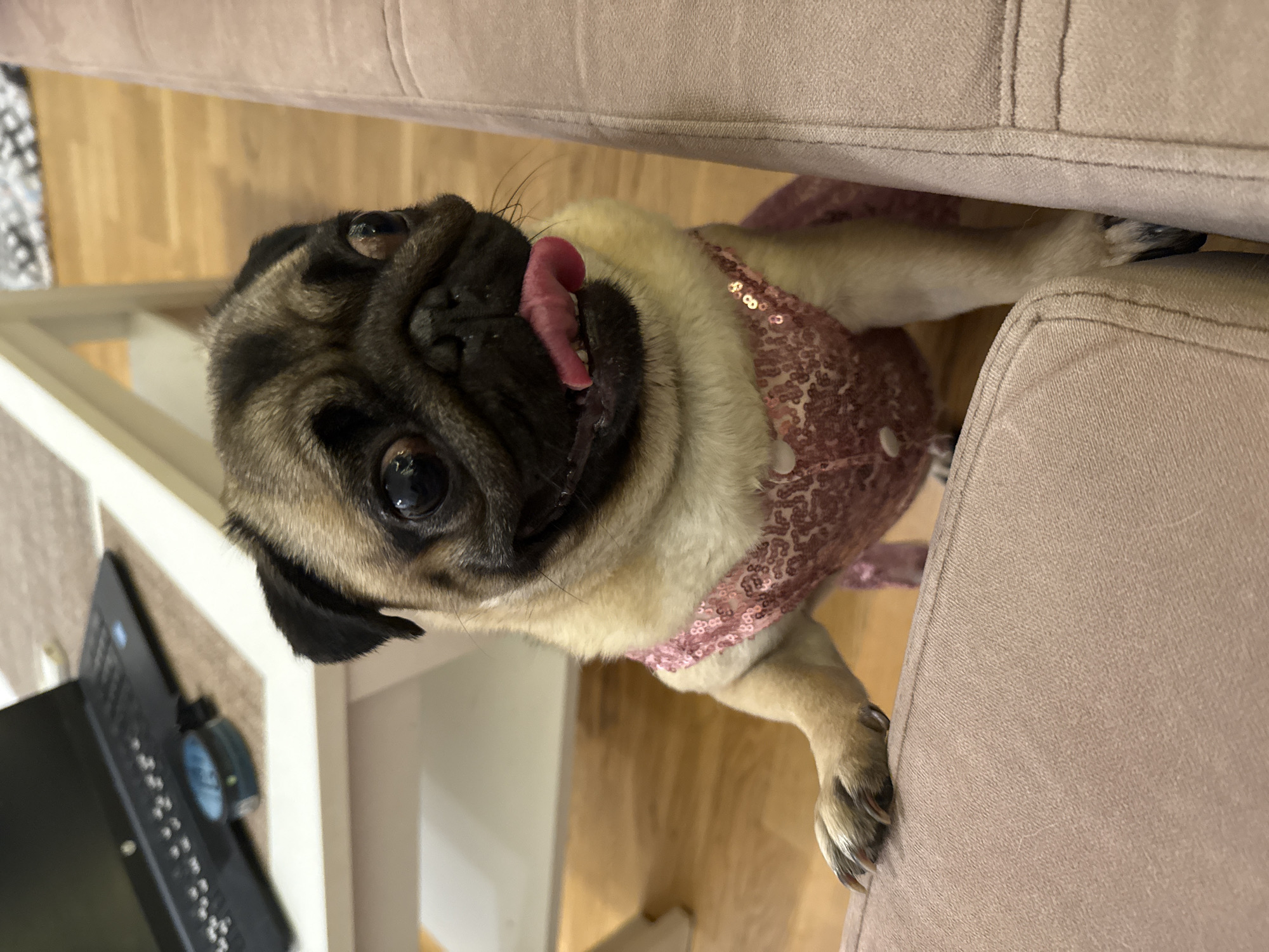 A pug dog is standing on its hind legs, leaning on a cushioned piece of furniture. The dog is wearing a pink sequined dress and its tongue is hanging out. The background shows a wooden floor, a white table with a laptop on it, and a rug. The scene appears to be indoors in a domestic setting.