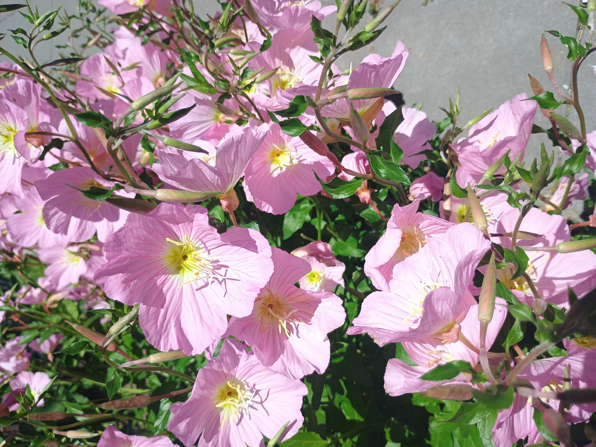 The image captures a close-up view of a cluster of pink flowers with yellow centers. Green stems and leaves are interspersed among the blossoms. The background includes a hint of grey concrete, possibly a sidewalk or paved area. The specific location within the city of Unknown, Unknown is not discernible from the image. There are no people visible in the frame. The central subject is the collection of flowers, which appear to be in full bloom.