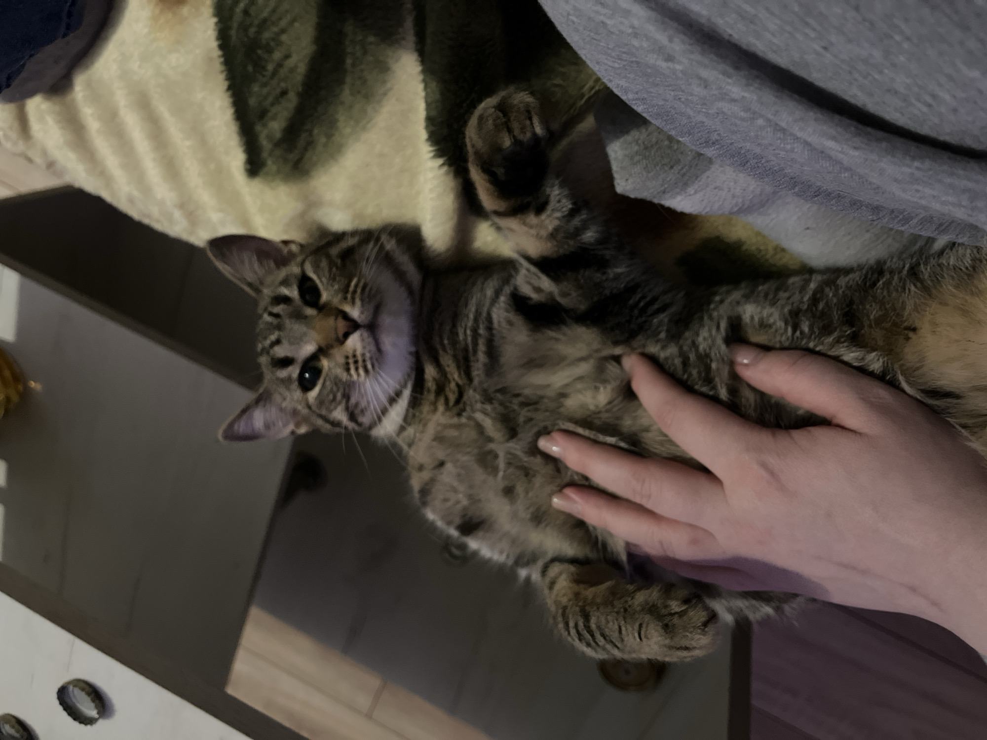 This image, captured in an indoor domestic setting in Chaikovsky, Russia, depicts a brown tabby cat being petted by a human hand. The cat, with visible tabby stripes, white fur on its chest and chin, and brown eyes, is positioned on its back or side, looking directly at the camera. Its front paws are slightly raised, and its body is relaxed. A pale-skinned human hand, with manicured fingernails, is visible in the lower-left quadrant, gently resting on or stroking the cat's midsection/belly. The cat's fur appears dense.
The immediate environment includes a textured, light-colored blanket or throw with a faint pattern, possibly floral or abstract, covering part of the surface beneath the cat. To the right of the cat, a portion of grey, possibly sweatpant-like fabric, is visible, suggesting the presence of a person. In the upper-left background, out of focus, a dark, flat surface, possibly a table or shelf, is visible, upon which two silver-colored bottle caps are resting. The overall lighting is dim, indicating an indoor, possibly evening or low-light, setting. A dark, possibly wooden, floor is partially visible in the far background.