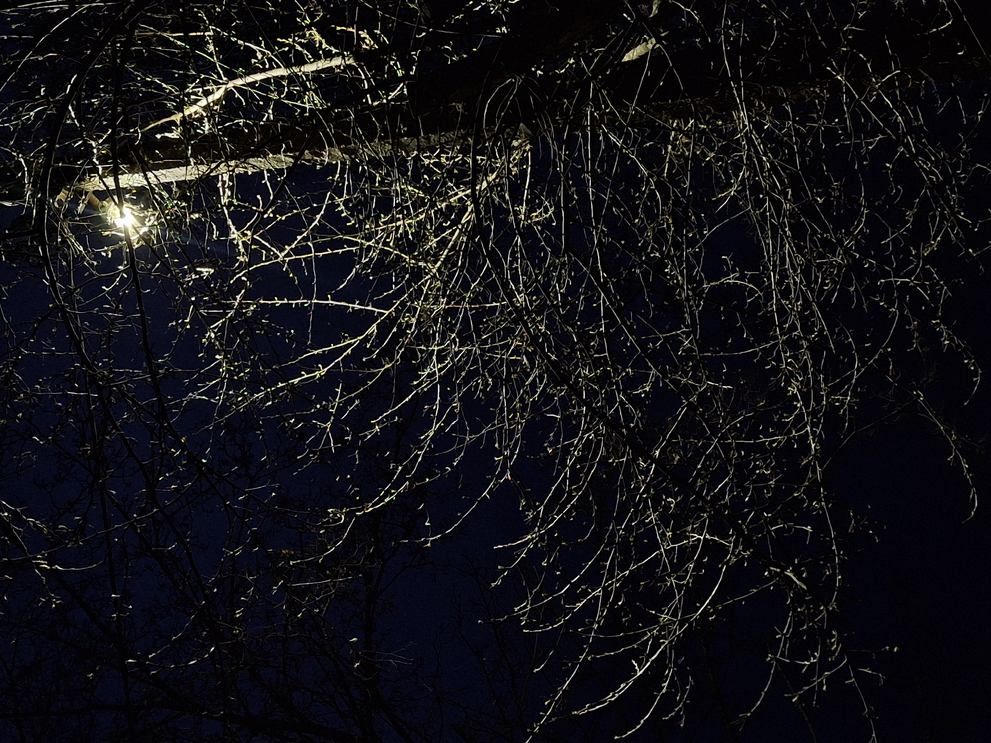 This nighttime image, taken in Chaikovsky, Russia, features a dense, intricate network of bare tree branches against a dark, deep blue-black sky. The main subject is the tree canopy, heavily laden with fine twigs and branches, some of which show very small buds, suggesting late winter or early spring.
A bright, artificial light source, likely a streetlamp, is visible in the upper left quadrant, partially obscured by the branches. This light strongly illuminates the branches closest to it and those higher in the canopy, creating striking highlights and reflections that make them appear almost glowing or silver against the darkness. The illumination emphasizes the complex, intertwining patterns of the tree's structure.
The branches farther from the light source and in the lower parts of the frame gradually recede into deep shadow, becoming silhouettes or entirely blending with the dark background. The scene is static, with no human or animal activity visible. The strong contrast between the illuminated branches and the dark sky conveys a sense of quiet solitude and highlights the stark beauty of nature at night. There is no visible text in the image.