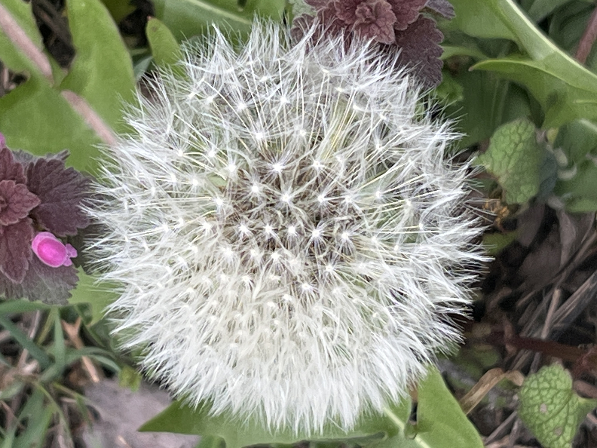 The image presents a detailed, close-up view of a mature dandelion seed head, commonly known as a dandelion clock, positioned centrally in the frame. The spherical white seed head is composed of numerous delicate, feathery pappi, ready for wind dispersal.
Surrounding the dandelion are various elements of flora. To the left, a cluster of reddish-purple leaves is visible, with a small, bright pink tubular flower nestled among them. Green foliage, comprising broad leaves and narrower blades, frames the dandelion on multiple sides. These plants suggest an outdoor, natural setting, possibly a field or garden in Kryvyi Rih, Ukraine.
In the lower right section of the image, near the base of the dandelion and partially obscured by green leaves, a small insect with a dark body and faint yellowish markings can be observed. The lighting is soft and diffused, indicating an overcast day or indirect daylight, as no harsh shadows are present. No discernible text is visible in the image.