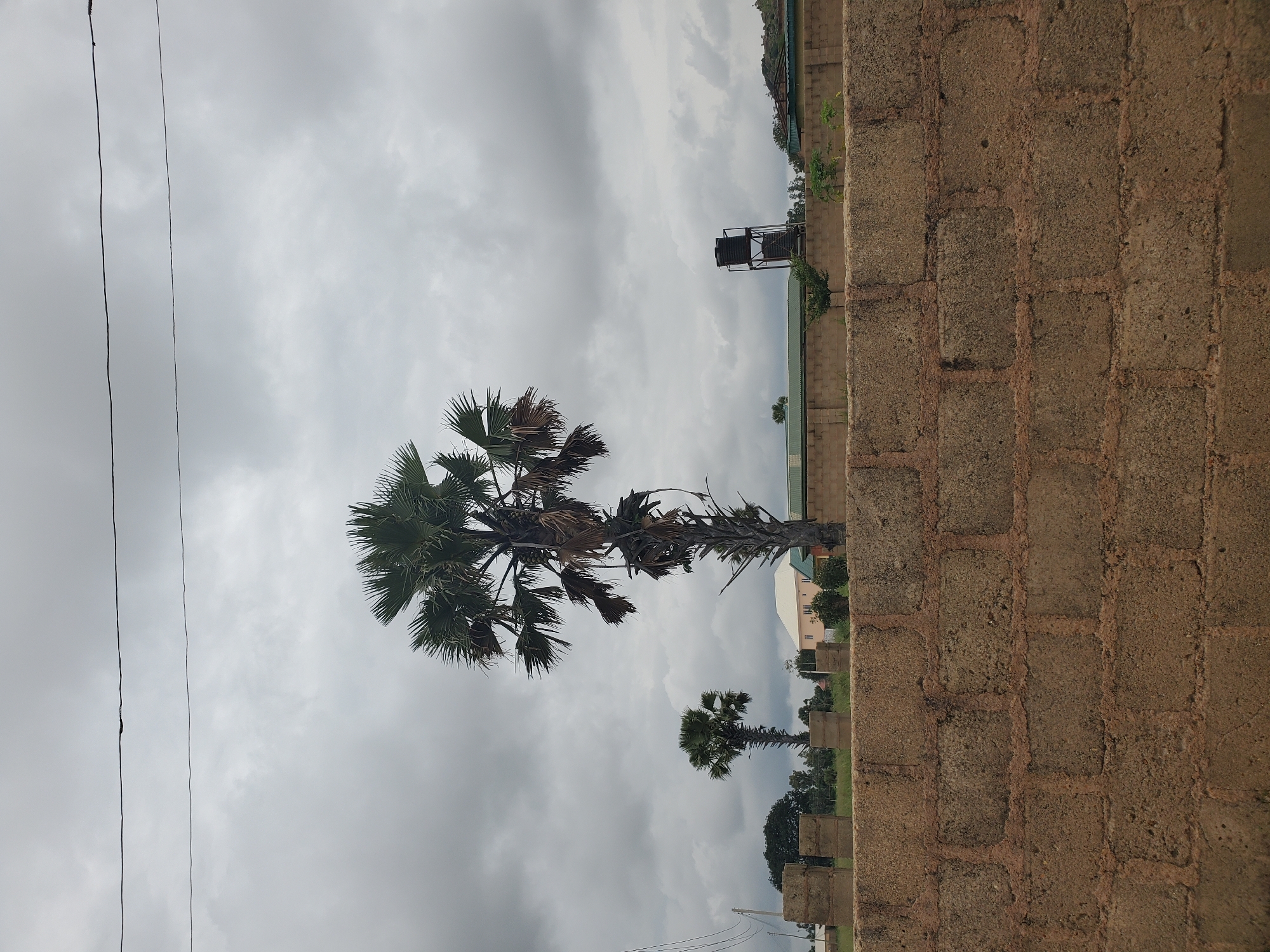 The image shows an outdoor scene under a cloudy sky, with a prominent brick wall in the foreground. Behind the wall, there are several palm trees, with one particularly tall and thick palm tree in the center. A smaller palm tree is visible to the left of the taller one. In the background, there are buildings, including a multi-story structure with a light-colored facade and a green roofed building. A water tank on a metal stand is also visible. The environment appears to be semi-urban or rural, possibly on the outskirts of a city or town, given the presence of both vegetation and structures. The specific location is the city of Du, Nigeria.