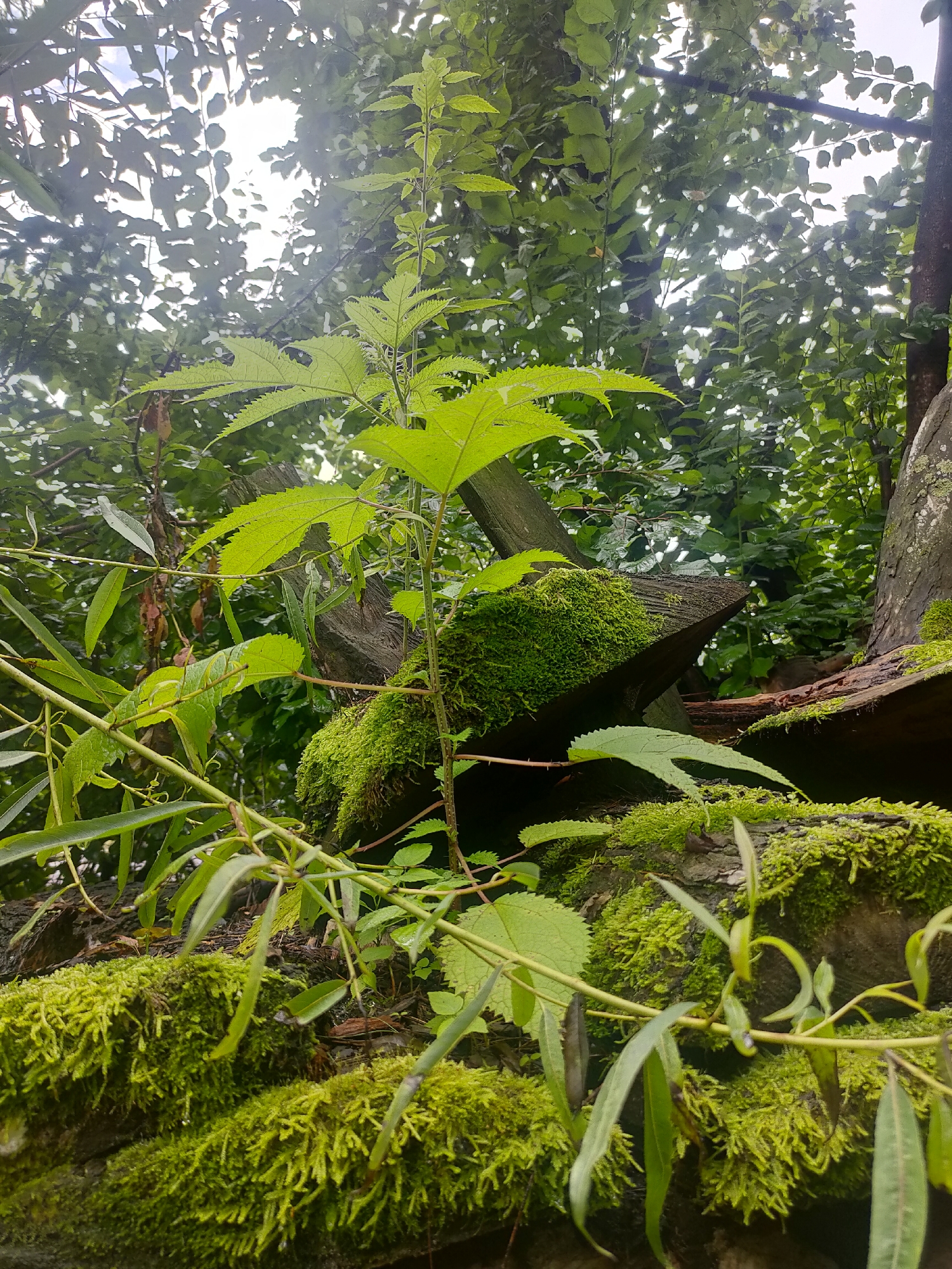The image is a low-angle, close-up shot of moss-covered logs and lush green foliage set against a backdrop of dappled sunlight filtering through tree leaves. In the foreground, several thin, leafy branches extend into the frame, with the leaves appearing slightly wet. The logs are heavily covered in vibrant green moss, giving them a soft, textured appearance. A prominent plant with serrated leaves grows upwards from the center of the image, positioned behind a moss-covered log. The overall environment suggests a damp, shaded, natural setting, possibly a forest floor or a garden area with decaying wood. There are no people or animals visible in the image. The scene is likely located in Manali, India, given the lush vegetation and diffused sunlight.