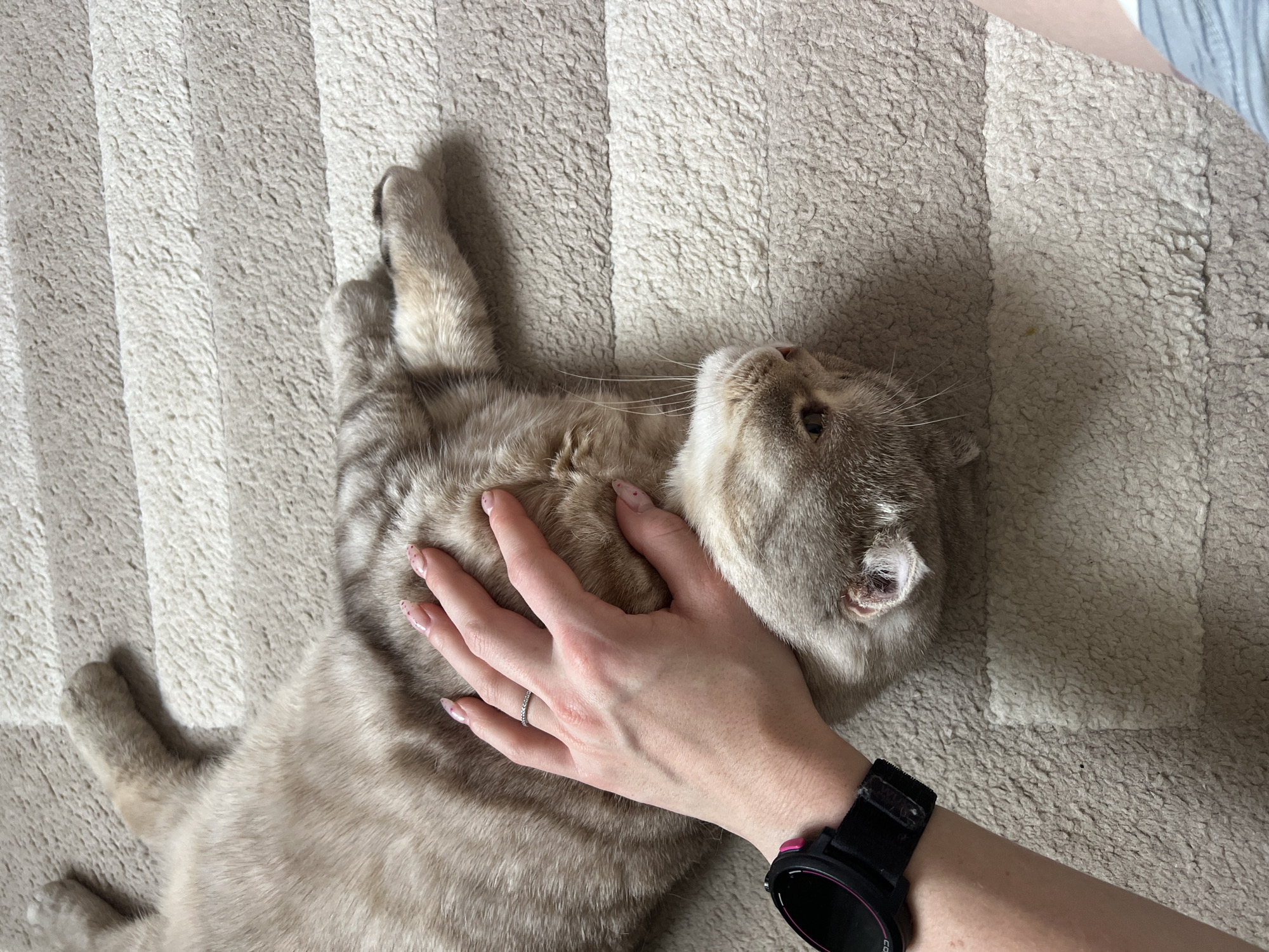 A light-colored tabby cat lies on its back on a beige striped surface, possibly a bed or blanket. A person's hand rests on the cat's chest, palm down. The hand has manicured nails with a small red design, and a ring is visible on the ring finger. The person's arm is visible, with a black sports watch on the wrist. The cat is looking up towards the person's hand. The location is unknown, but the city of Chaikovsky, Russia, is specified.