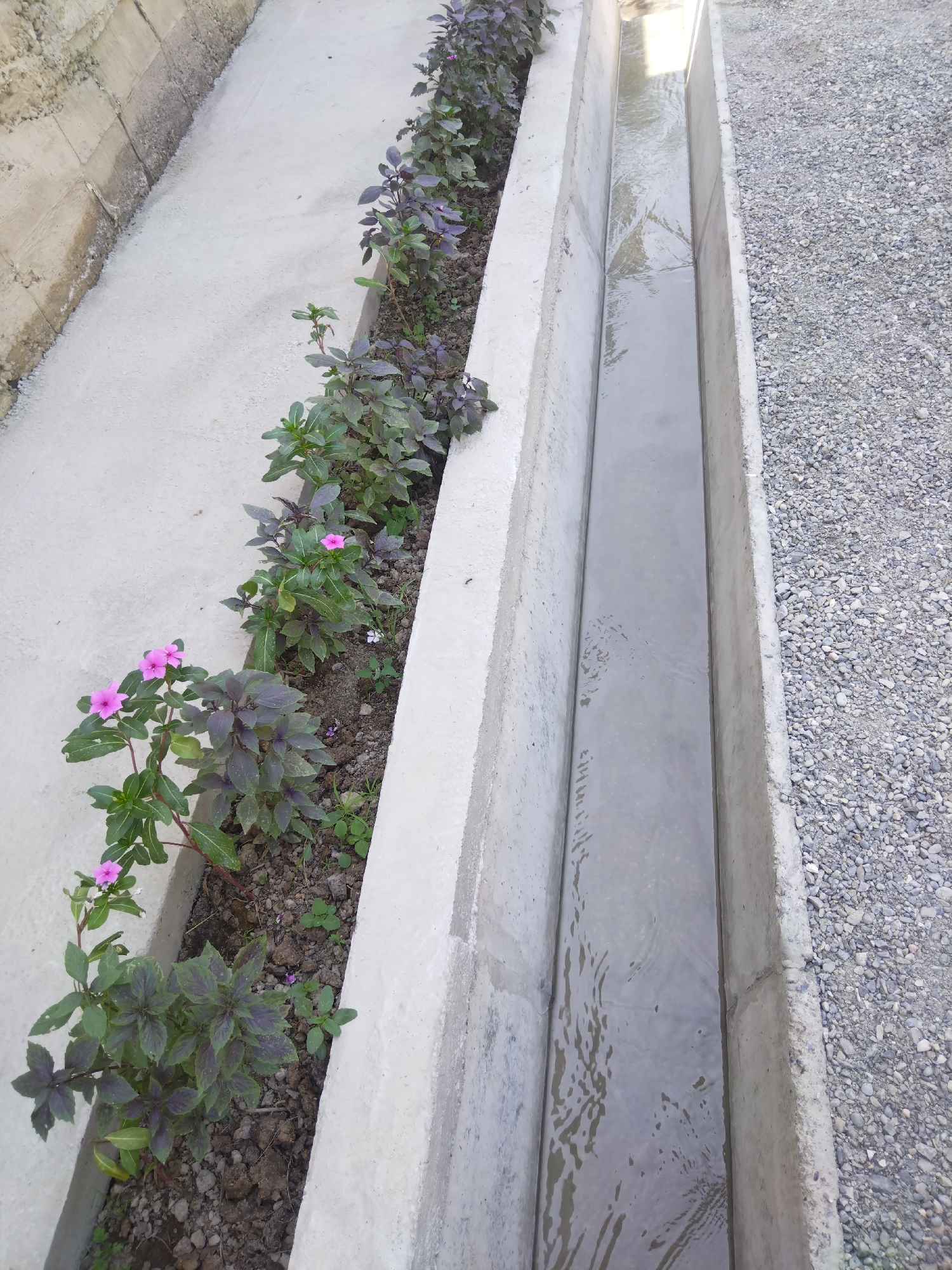 The image depicts a concrete drainage channel running alongside a row of plants. The channel contains murky water, with ripples suggesting movement. The plants, some with purple and green leaves and a few pink flowers, are situated in a planter box next to the channel. The surrounding area is covered with a light-colored gravel. To the left of the channel and planter, there is a concrete structure with a rough texture. The scene appears to be outdoors, possibly in a well-maintained urban area. There are no people visible in the image. The image was taken in the city of Lagan, Uzbekistan.