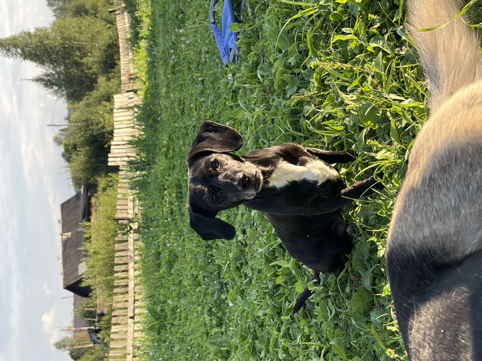 A medium shot captures a black and white Dachshund mix dog sitting in a grassy yard in Nizhny Tagil, Russia. The dog is positioned centrally in the frame, facing the camera with its ears perked and a neutral expression. Sunlight illuminates the scene from the side, casting a warm glow on the dog and the surrounding grass. In the background, a weathered wooden fence encloses the yard, beyond which are some trees and houses, suggesting a rural or suburban setting. The foreground is occupied by the back of another dog, mostly out of focus, with its fur showing a blend of gray and beige tones. A blue object, possibly a folded chair, is visible on the grass to the right of the Dachshund. The overall impression is a quiet, natural setting on a sunny day.
