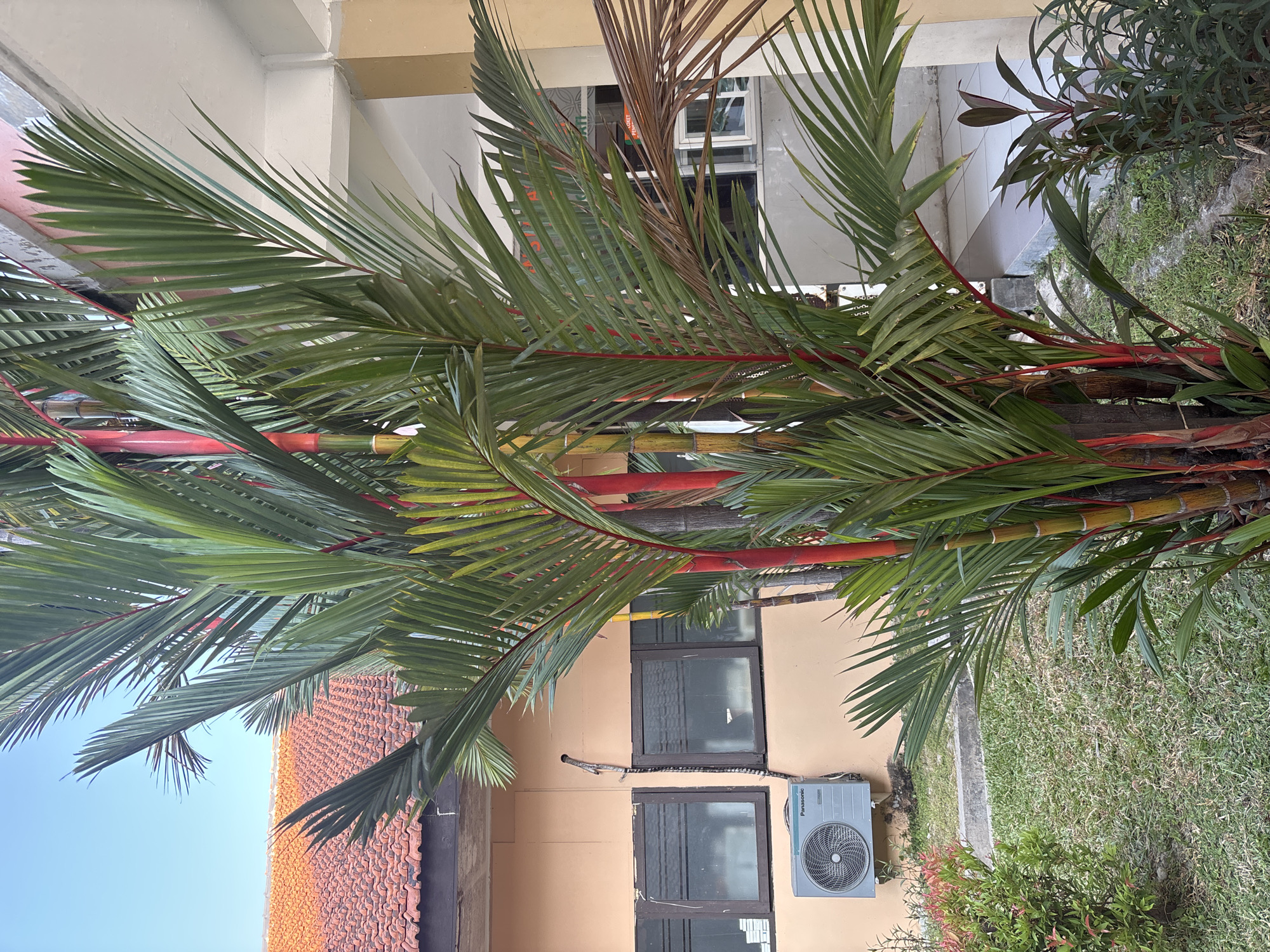 A bright red palm tree with green fronds is in the foreground of this image. The palm tree is in front of a building with a terracotta tiled roof and light orange walls. There are windows on the side of the building, and an air conditioning unit is mounted on the wall below the windows. The area around the palm tree is covered in grass, and there is a sidewalk in front of the building. A dark, slithering object is visible on the wall of the building. The object appears to be a snake and is positioned above a gap in the wall, with its body extending downwards towards an air vent. The scene is set during the day, with clear blue skies. The image appears to have been taken in a tropical climate, consistent with Cirebon, Indonesia.