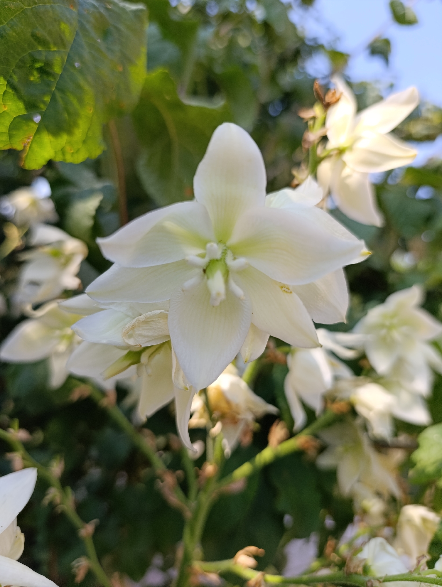 A close-up, eye-level shot captures a cluster of white yucca flowers blooming outdoors, set against a backdrop of lush green leaves and a light blue sky. The focus is on a large, central flower with delicate, layered petals, its pistil and stamen clearly visible at the center. Several other yucca flowers, some in full bloom and others budding, are scattered throughout the frame, creating a sense of abundance. The lighting suggests it is daytime, with sunlight filtering through the leaves, casting dappled shadows and highlighting the textures of the petals. The background is softly blurred, emphasizing the flowers as the primary subject. No people or man-made objects are visible in the image, indicating a natural or garden setting. The environment appears to be in Filippenkov, Russia, given the information provided.