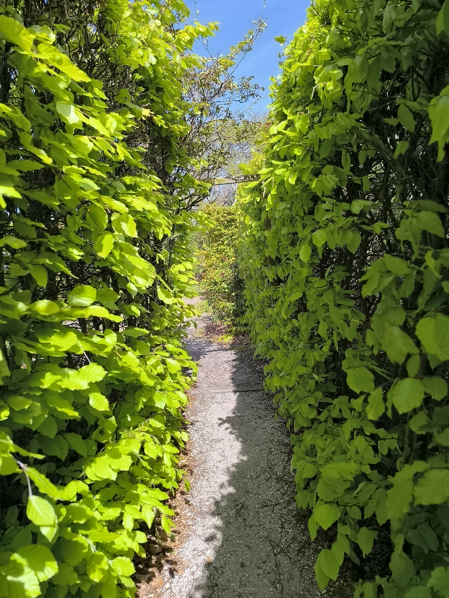The image depicts a narrow pathway bordered by dense green hedges, possibly in Petten, Netherlands. The path is paved with a light-colored material and cast with shadows. The hedges are lush and appear to be well-maintained. The path leads into the distance, where other greenery can be seen. The sky is visible in small patches, suggesting a bright day.