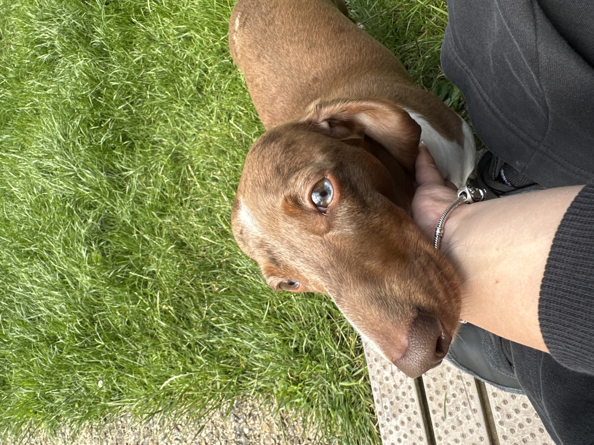 In an outdoor setting with lush green grass and a gravel border, a brown dachshund with striking blue eyes looks up at a person's hand. The dog's head is positioned in the foreground, and its nose is touching the person's hand, which is adorned with a silver bracelet. The person is wearing dark clothing, including pants and what appears to be a shoe. Part of a wooden bench is visible in the lower left portion of the image. The lighting suggests a bright, sunny day.