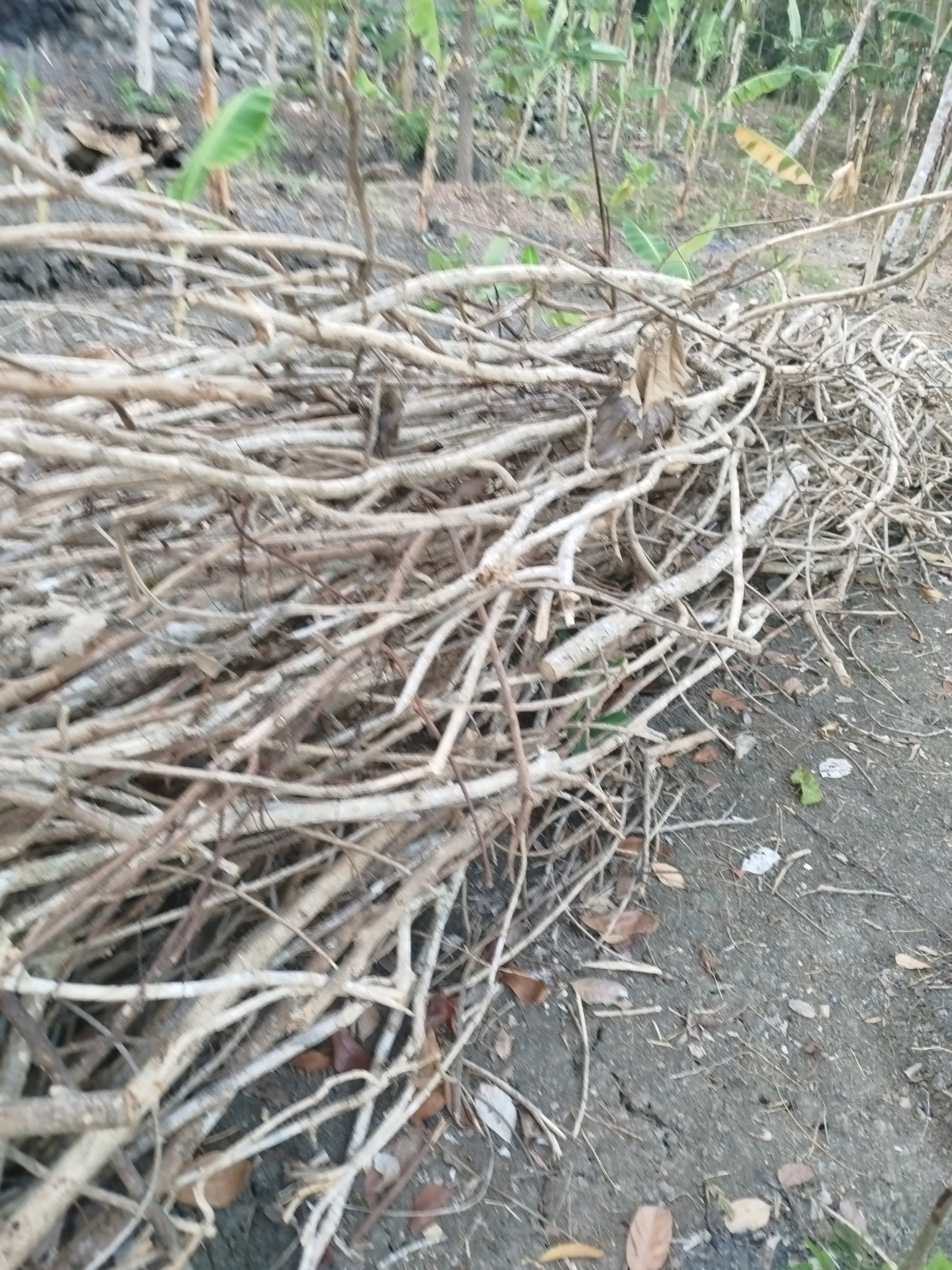 A pile of dried, light-colored branches lies on a cracked, gray dirt surface. Behind the branches, a blurred background shows a wooded area with tall, thin trees and green foliage, suggesting a natural or rural environment. The scene is outdoors, with dry leaves and debris scattered on the ground. There are no people or animals visible in the image. The lighting appears to be natural daylight.