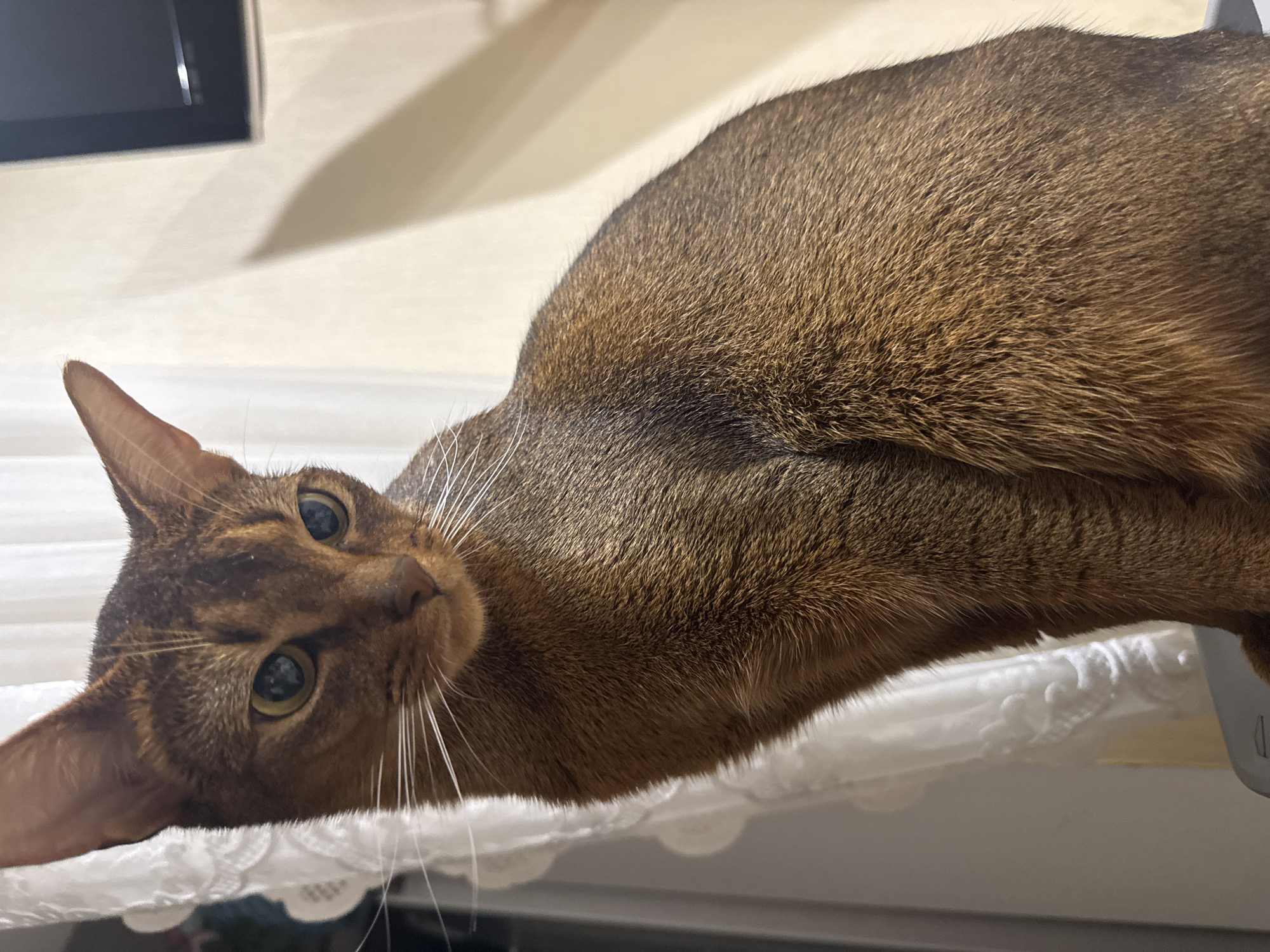 A close-up, eye-level, medium shot captures an Abyssinian cat with copper-colored fur, sitting upright. The cat is positioned on a light gray surface, possibly a table or counter, and is looking downwards to the right. Its fur exhibits a ticked pattern, with bands of color on each hair shaft. The cat's large, almond-shaped eyes are a striking green-gold color. Its ears are large and pointed, characteristic of the breed. To the left of the cat, a white lace curtain is visible, creating a soft, textured backdrop. Behind the cat, a cream-colored wall is illuminated by soft lighting, casting a long shadow from an unseen object to the right of the frame. A dark, rectangular object, possibly a television screen, is mounted on the wall in the upper right corner of the image. The setting appears to be an indoor environment, likely a home. There is no specific indication of the cat's location within the city of Vinnytsia, Ukraine.