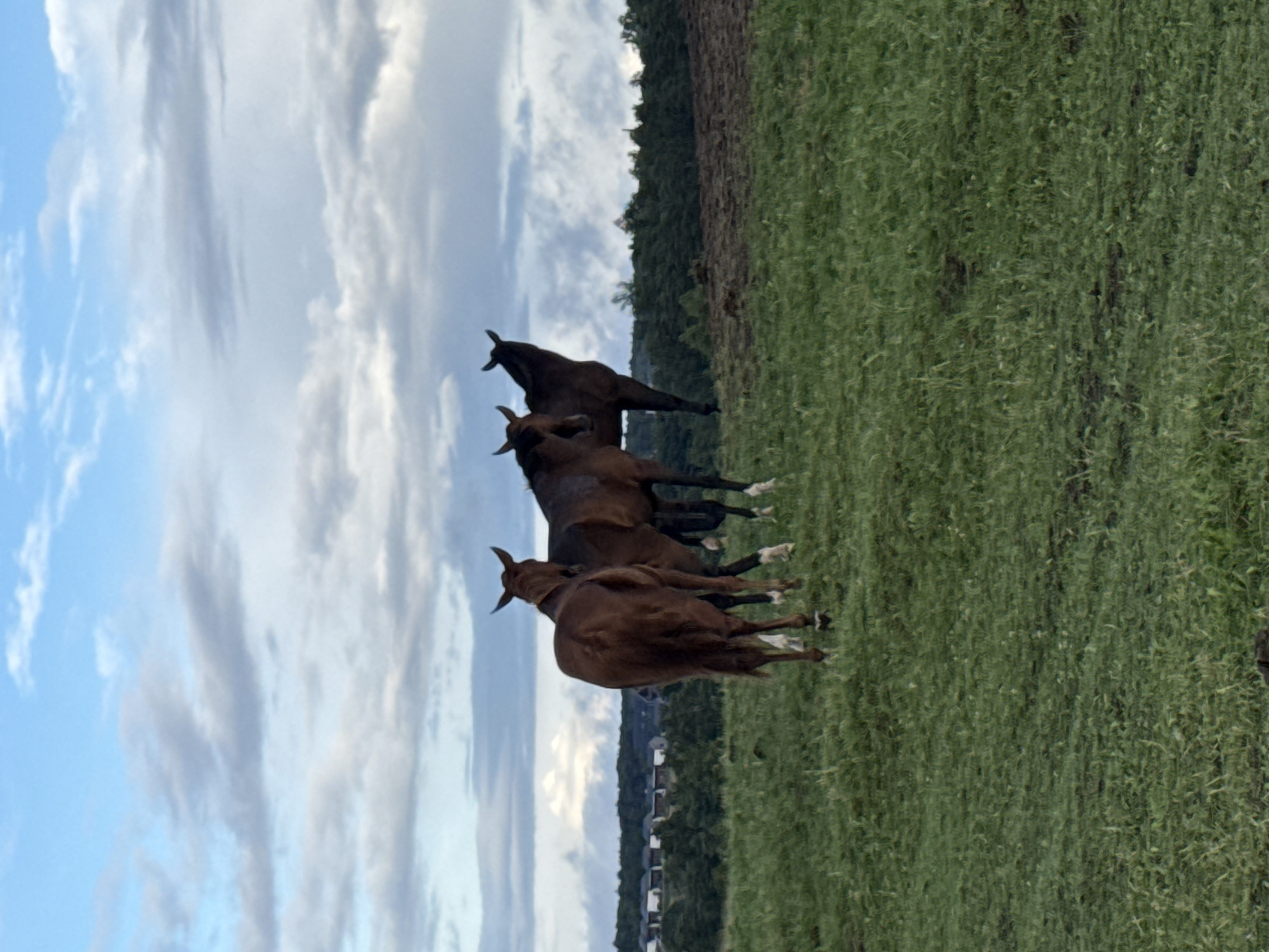 In the city of Galinė, Lithuania, four horses stand in a grassy field under a cloudy blue sky. The horses are positioned in the middle ground of the image, with their backs facing the viewer. They are all of various shades of brown. In the background, there is a line of trees, and beyond that, a residential area with several houses. The sky is filled with dramatic clouds, hinting at an approaching storm. The overall scene is one of peaceful pastoral life in a rural setting.