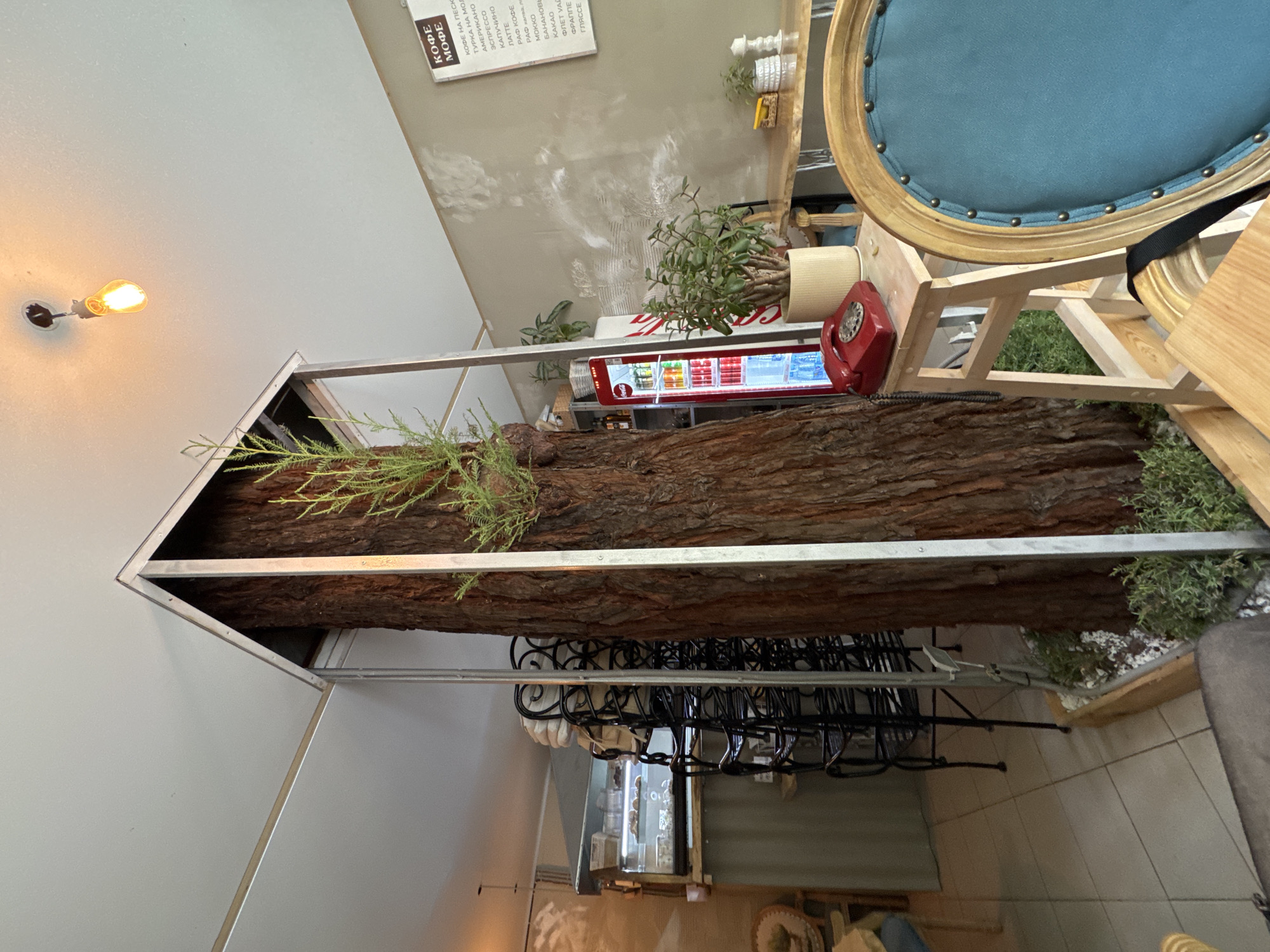 A room appears to feature a long, artificial tree trunk within a metal framework that is suspended from the ceiling. The trunk is adorned with artificial greenery at both ends. Below the installation, multiple coat hangers are visible. Beside the tree display is a small refrigerator stocked with beverages, next to which is an old-fashioned red rotary telephone, a potted plant, and a wooden table. Adjacent to this setup, a light blue cushioned chair is situated. The walls of the room are a light gray color, and the scene is well-lit. There's a sign on the wall listing various types of coffee in Cyrillic script. It is not possible to determine the location of Sochi, Russia from the information given.