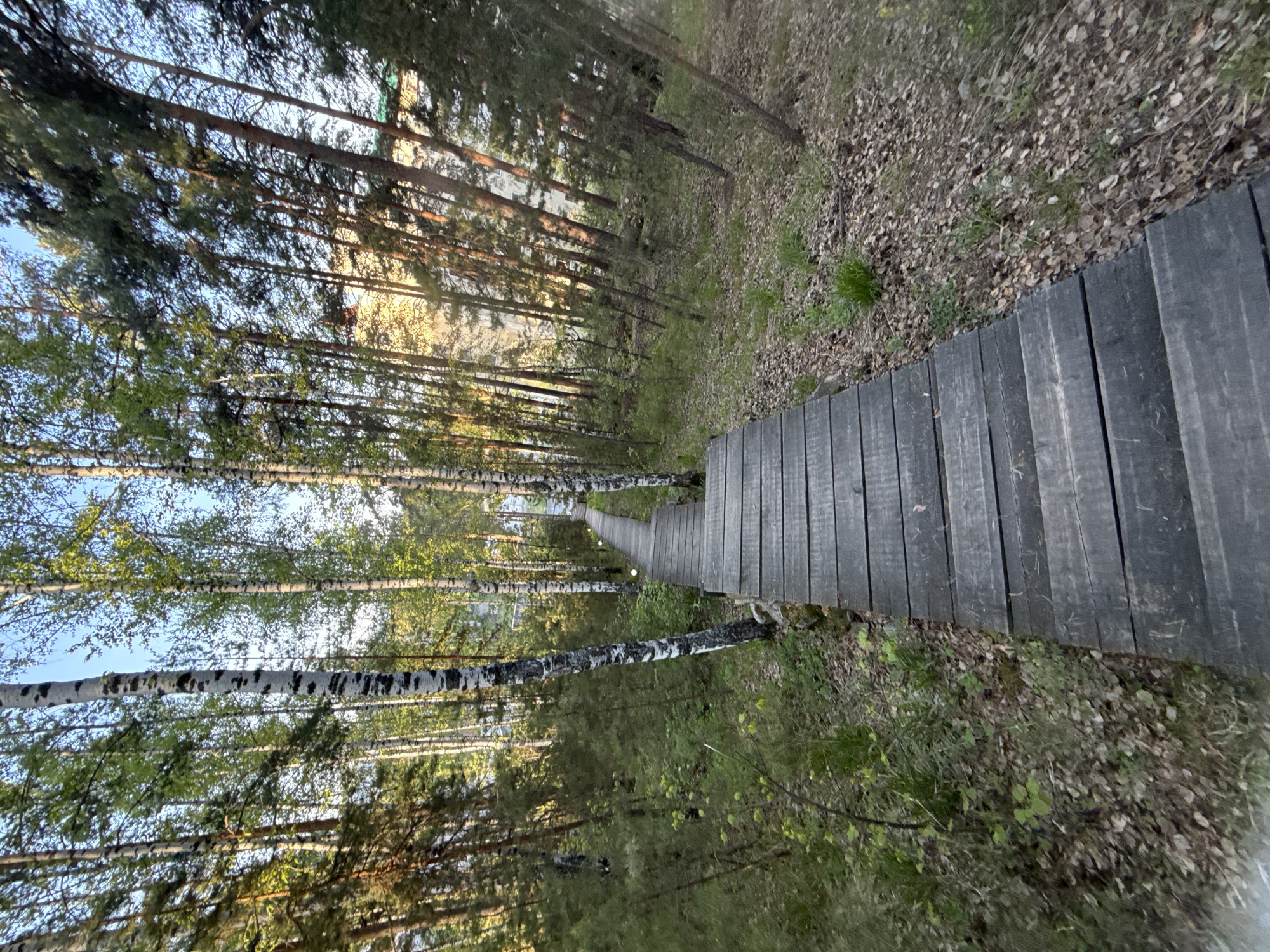 A wooden boardwalk extends into a forest in Zolotoi Plyazh, Russia. The walkway is composed of dark gray planks running lengthwise, leading toward a bright horizon between rows of trees. The forest floor is a mix of fallen leaves, grass, and low-lying foliage. Birch trees with distinctive white and black bark line the path alongside evergreen trees. The sky is visible through the trees.