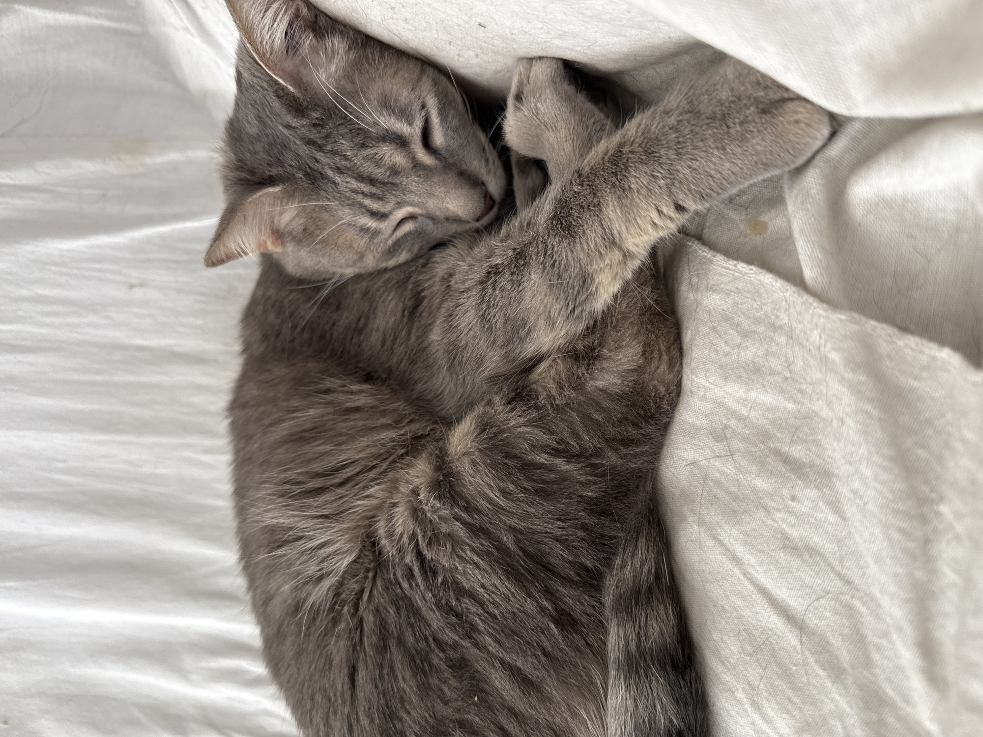The image captures a grey tabby cat deeply asleep, curled up comfortably on soft, white bedding. The cat, the sole subject, is positioned on its side, with its head gently resting on or tucked into its front paws. Its eyes are closed, and its facial expression conveys a state of complete relaxation and peace.
The cat's fur is predominantly grey with subtle darker tabby stripes and lighter undertones, giving it a soft, textured appearance. Long, fine white whiskers are visible around its snout. The surrounding objects are plain white fabric, likely bedsheets or a duvet, which appear slightly rumpled and soft, contributing to the cozy atmosphere.
The scene depicts a quiet and serene moment of rest, likely a nap, in an indoor setting. The lighting is soft and even, suggesting a calm environment, though the specific time of day is not discernible. The overall emotion conveyed is one of profound tranquility and comfort. There is no visible text in the image. While the location context is Puebla, Mexico, there are no visual cues within the image itself to suggest this specific geographic location.