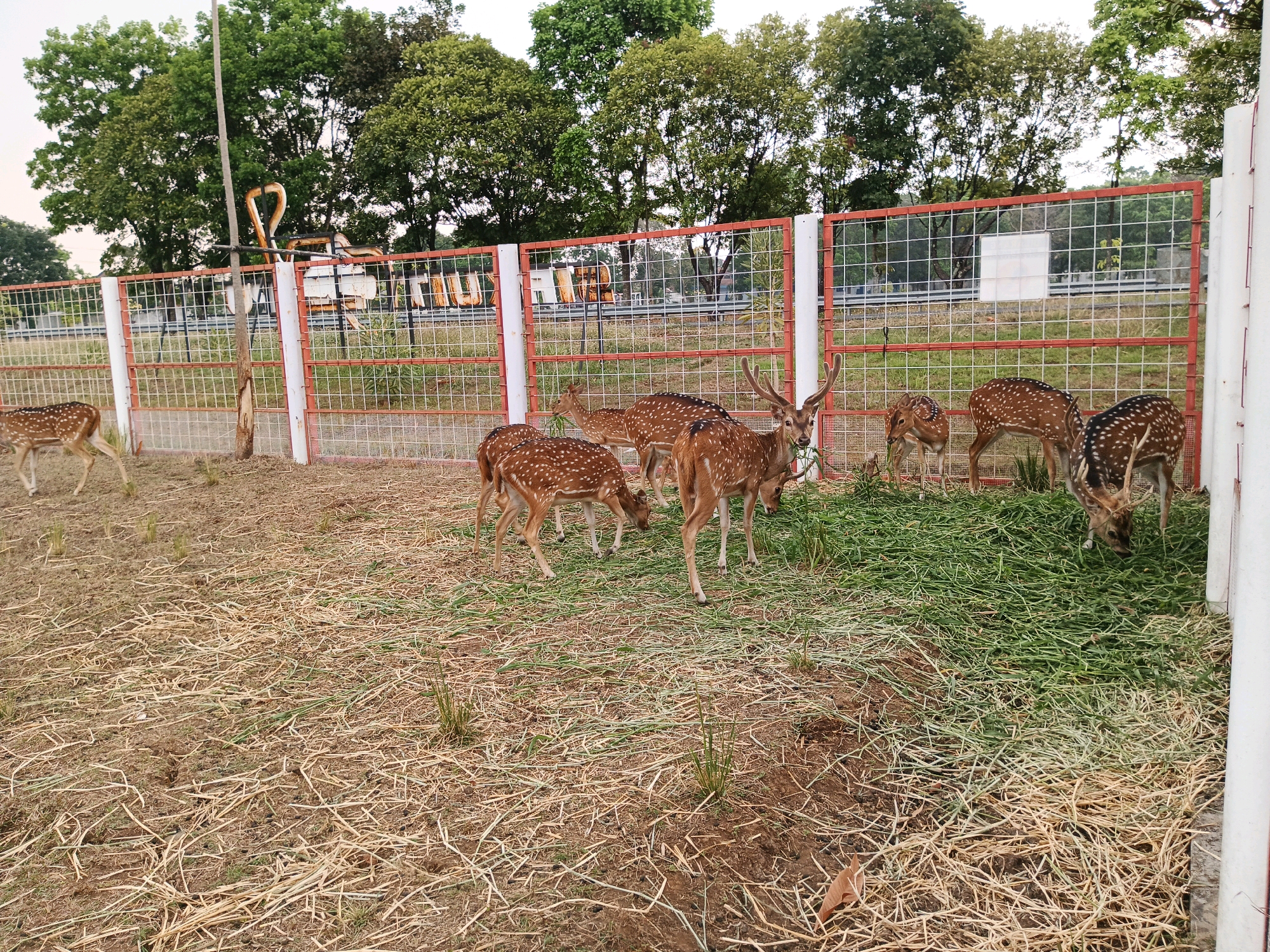 This image depicts a group of spotted deer in an enclosure, likely a zoo or wildlife park, in Bandung City, Indonesia. The deer are grazing on a pile of cut grass. The enclosure is bordered by a white fence with red accents and a wire mesh. In the background, lush green trees are visible, suggesting an outdoor setting. A utility pole with some metal structures is also present to the left of the frame. The ground is covered with dry straw and some patches of soil. The deer are of various sizes, with some adults and younger ones. One adult male deer with antlers is prominently featured in the foreground, actively eating grass. The overall scene is calm and suggests the deer are well-maintained in their environment.
