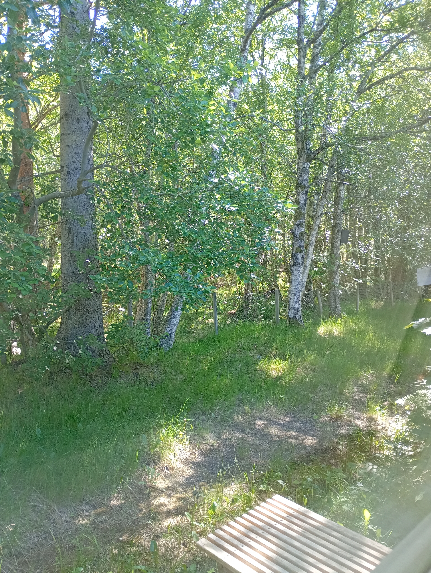 The image displays a sunlit wooded area or forest, observed from a slightly elevated perspective in the city of Unknown, Unknown. In the immediate foreground, a section of a light-colored wooden structure with horizontal slats is visible on the bottom right. The ground transitions from a patch of sparse, dry vegetation at the bottom center to verdant green grass in the mid-ground, traversed by a narrow, unpaved pathway. A sparse wire fence with wooden posts runs along the base of the trees on the right side. The background features a variety of trees: a large tree with textured, grayish-brown bark stands on the left, while several birch trees with distinctive white, peeling bark are prominent in the center-right. All trees are adorned with bright green foliage, with leaves often backlit by the sun. A dark, rectangular object, appearing to be a birdhouse, is attached to a birch tree on the far right. Natural sunlight filters through the tree canopy, creating strong highlights on the leaves and casting dappled shadows on the ground. No people, animals, actions, or interactions are present.
