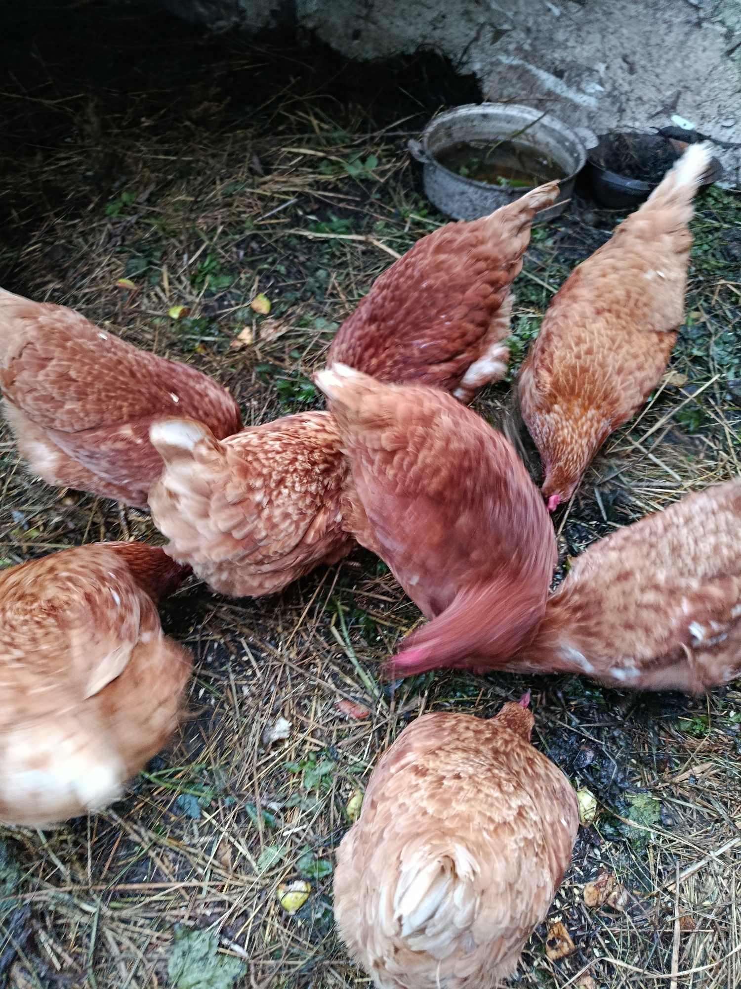 A group of several brown chickens are gathered on the ground, pecking at food scattered among dry grass, straw, and some green vegetation. Two metal bowls, one containing liquid and the other appearing to hold dry matter, are visible in the background, near a rough concrete or stone structure. The scene is outdoors, likely in a farmyard or rural setting, with the ground appearing somewhat damp. There are no humans present.
