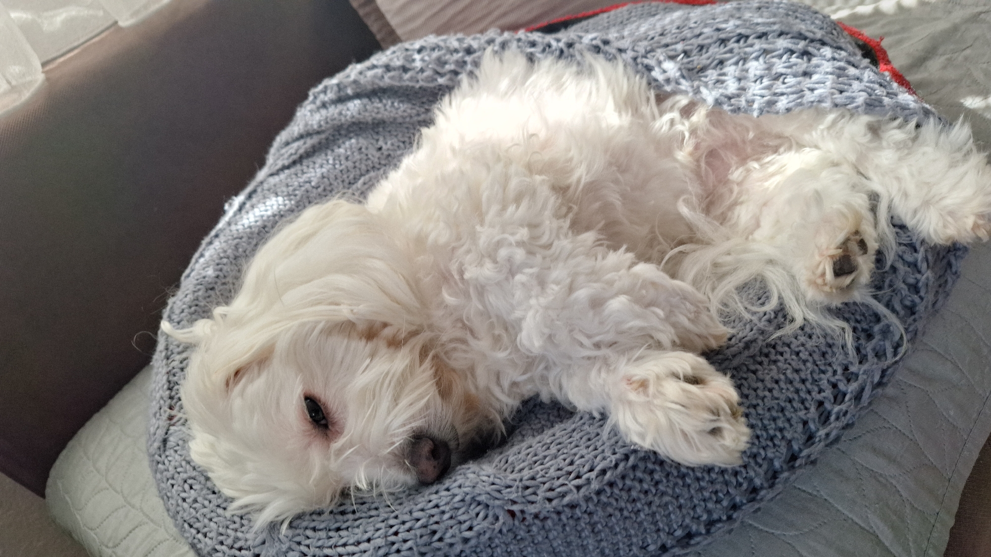 A small, white, long-haired dog is lying on a gray, knitted cushion. The cushion is on a bed or sofa with a gray pillow visible behind the cushion. The setting is indoors. The location in Blagoevgrad, Bulgaria is not knowable from the image.