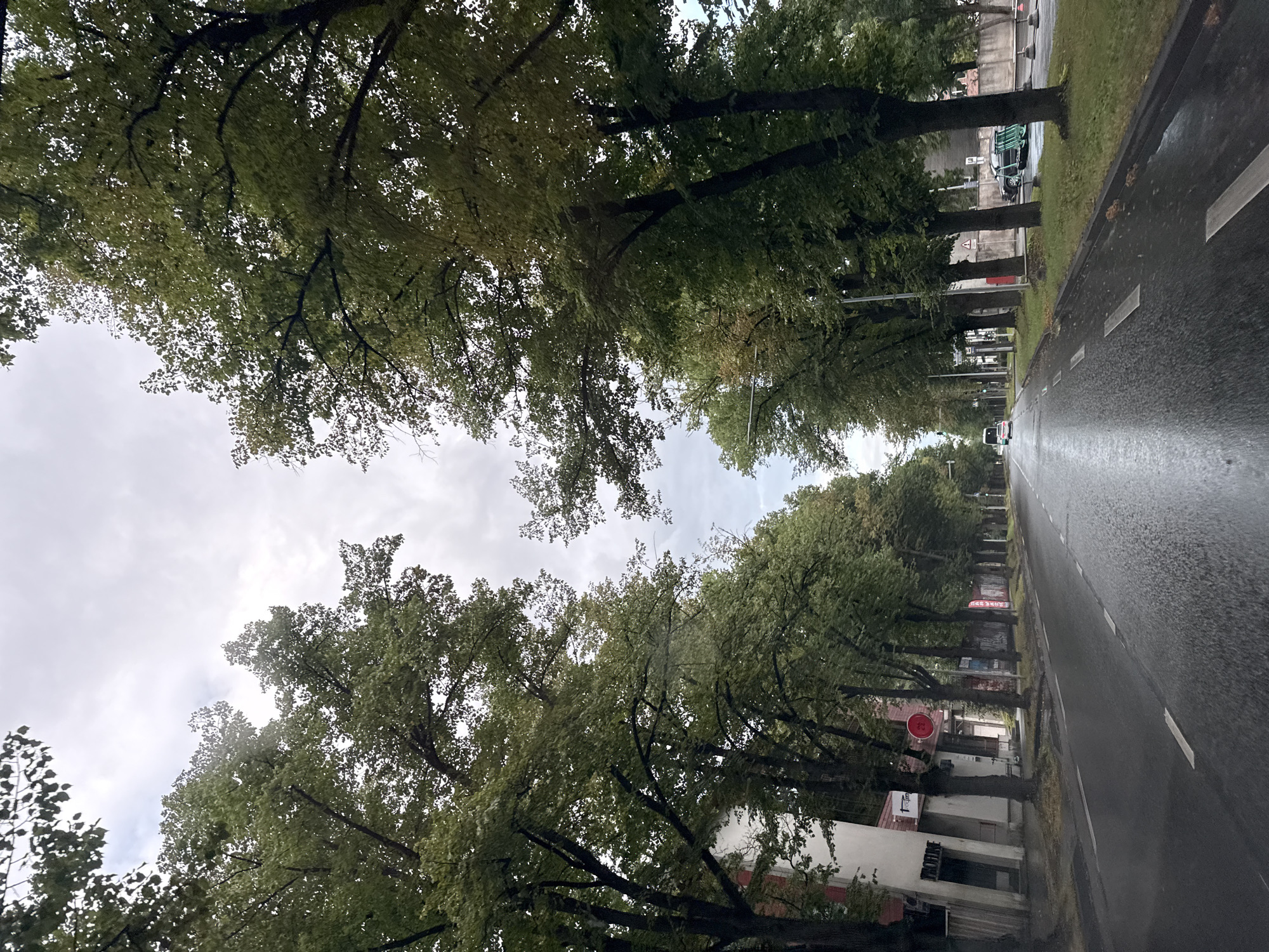 This is a street-level, eye-level, vertical shot of a street in Tallinn, Estonia, likely a cloudy day given the overcast sky. The wet asphalt road dominates the foreground, reflecting the overcast sky and the surrounding trees. Both sides of the street are lined with tall, mature trees with dense green foliage, forming a canopy overhead that partially obscures the sky. The trees are planted along the sidewalks, creating an avenue effect. On the left side of the street, there are multi-story buildings with white facades and some red accents. Shops or businesses with visible signage are present, though the text is not clearly legible in the original image. On the right side, beyond the trees and a strip of grass, a stone wall and some parked vehicles are visible, including what appears to be a dark-colored sedan and several green, wheeled carts or trolleys. A white van or bus is traveling in the distance down the road. The overall impression is that of a residential or commercial street in an urban environment, characterized by the abundance of mature trees.