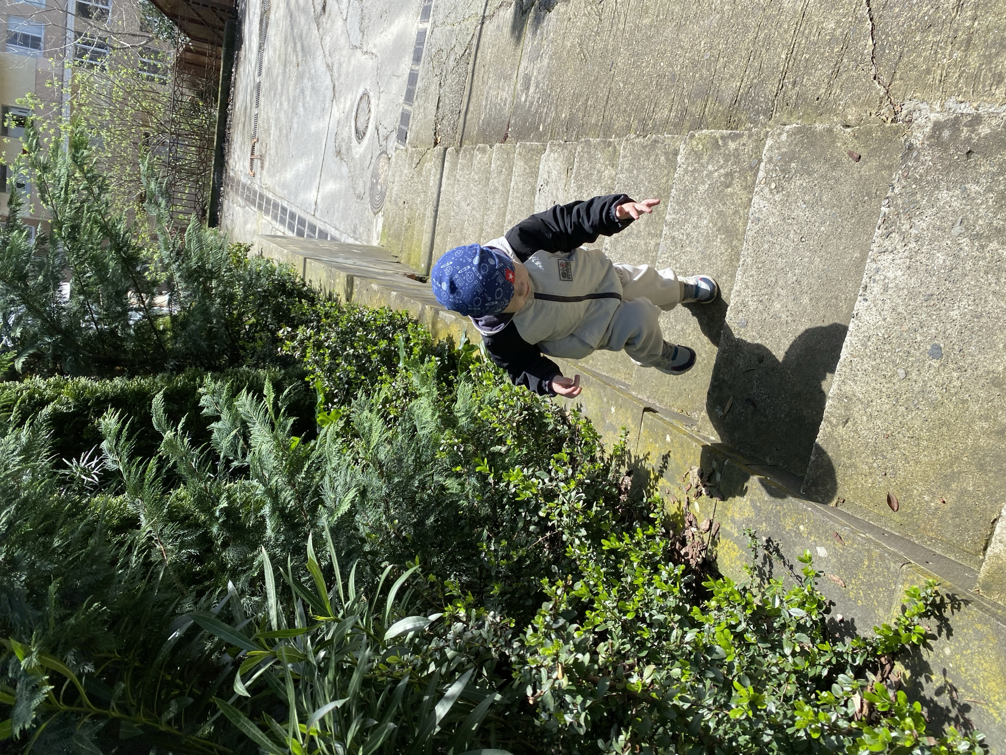 A medium-shot depicts a young child on a concrete staircase lined with varied greenery. The child is facing the top of the frame, with their head directed towards the left. They are wearing a patterned blue hat, a light-colored jacket with black sleeves, and light-colored pants. The child's arms are outstretched. The staircase is made of weathered concrete, showing signs of age and wear. Along the left side of the staircase are different types of greenery, including tall, coniferous bushes and shorter, leafy shrubs. Shadows suggest a sunny day. The location cannot be determined to be Sochi, Russia from this image.