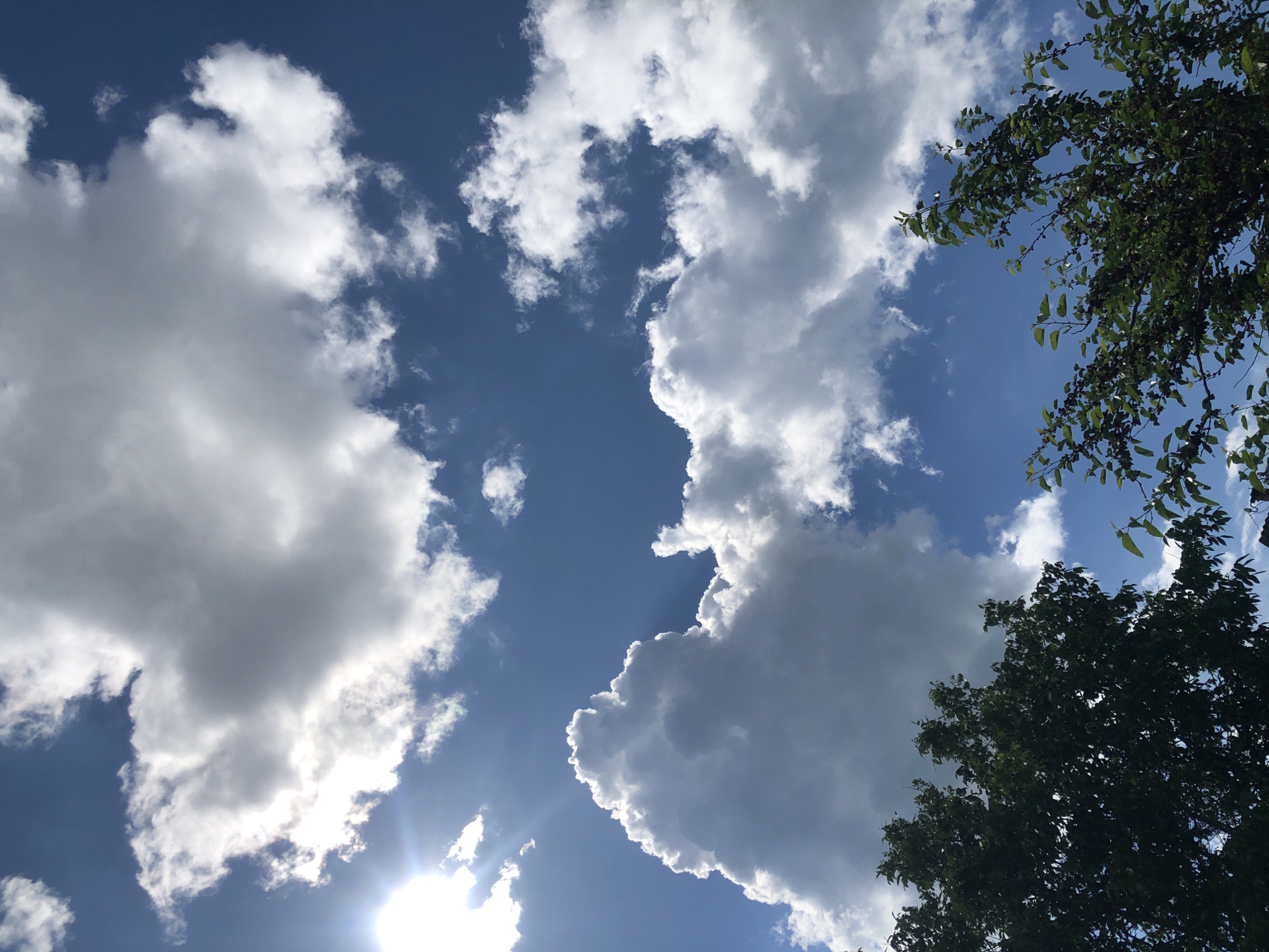 This is an outdoor, eye-level, medium shot of a bright, sunny sky with clouds, taken in Khmilnytsia, Ukraine. The sky is a deep blue, and there are several white, puffy cumulus clouds scattered throughout. In the upper left corner, the sun is visible, casting bright rays through the clouds. The bottom of the frame is partially obscured by the dark green foliage of trees, with some of the branches and leaves in focus. The image captures a natural outdoor scene with no people or discernible man-made structures other than what might be implied by the presence of trees in an urban or semi-urban environment.