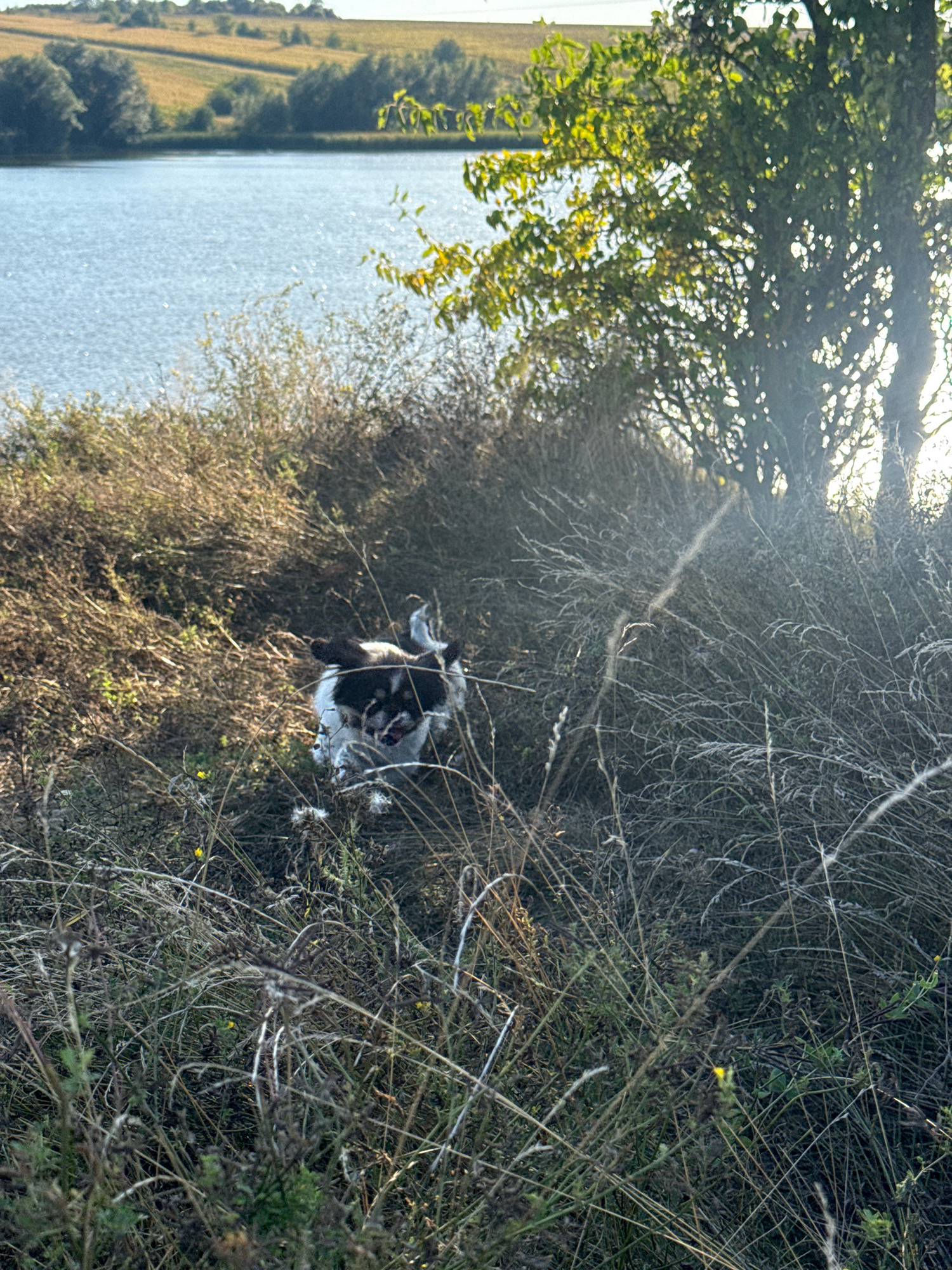 A black and white dog is playing in the tall grass on the shore of a lake in Kuna, Ukraine. The dog is partially obscured by the vegetation. The lake water is visible in the background, and a tree with green leaves is to the right of the frame. The sky is bright and hazy. The terrain is hilly and covered with fields.
