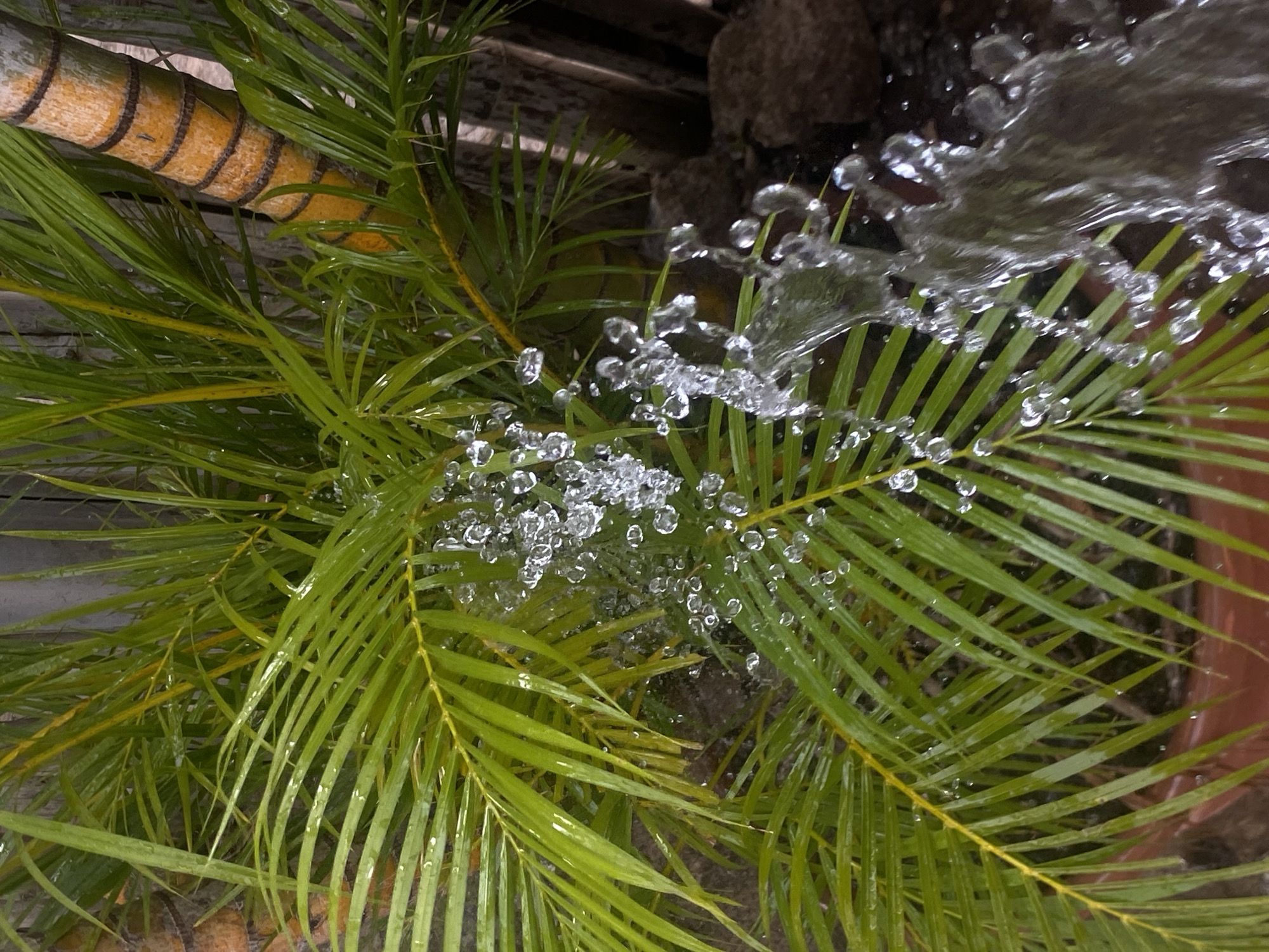 The image displays a vibrant green plant, likely a type of palm or fern, being actively watered. Numerous clear water droplets are frozen in mid-air and adhere to the slender, elongated leaves, catching the light. A distinct stream of water is visible splashing down from the upper right corner, contributing to the dynamic scene. In the upper left, a segmented, brownish-yellow trunk or stem with noticeable rings is partially visible among the foliage. The background is dark and blurry, possibly consisting of rocks or other earthy elements, with a reddish-brown pot visible towards the lower right. The scene conveys a sense of freshness and natural vitality, suggesting an outdoor or semi-outdoor garden or patio setting. No visible text is present. This event is occurring in Barden Yana, Nigeria.