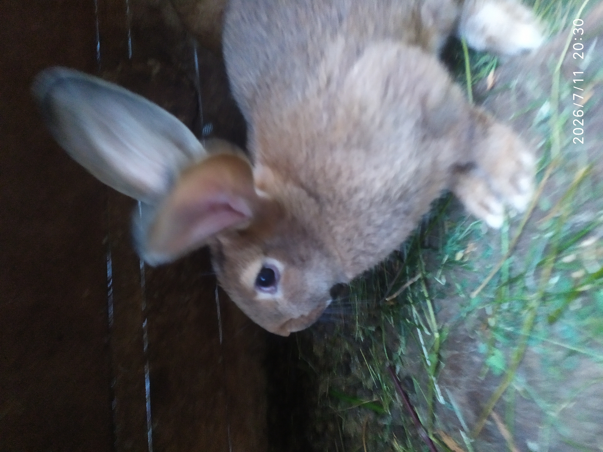 A brown rabbit is visible in a wooden enclosure, lying on a bed of straw and grass. The rabbit is facing to the left, with its long ears tilted upwards. The enclosure appears to be outdoors, with a wooden background and a ground covered in vegetation. The lighting suggests it is daytime. A timestamp "2026/7/11 20:30" is present in the lower right corner of the image. There are no people present in the image.