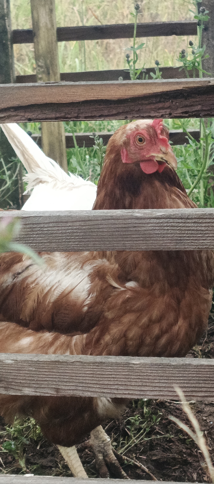 In an outdoor setting in the city of Ваньки, Russia, a brown hen with a red comb and wattles is partially visible behind weathered wooden planks. The hen's head is turned to the right, and its eye is clearly visible. Its body is covered in brown feathers with some lighter streaks. To the left of the brown hen, the white tail feathers of another chicken are visible. The background consists of blurred greenery, likely grass and plants, and a wooden fence post. The ground beneath the chickens appears to be soil with some sparse vegetation. The overall scene suggests a chicken enclosure or yard.