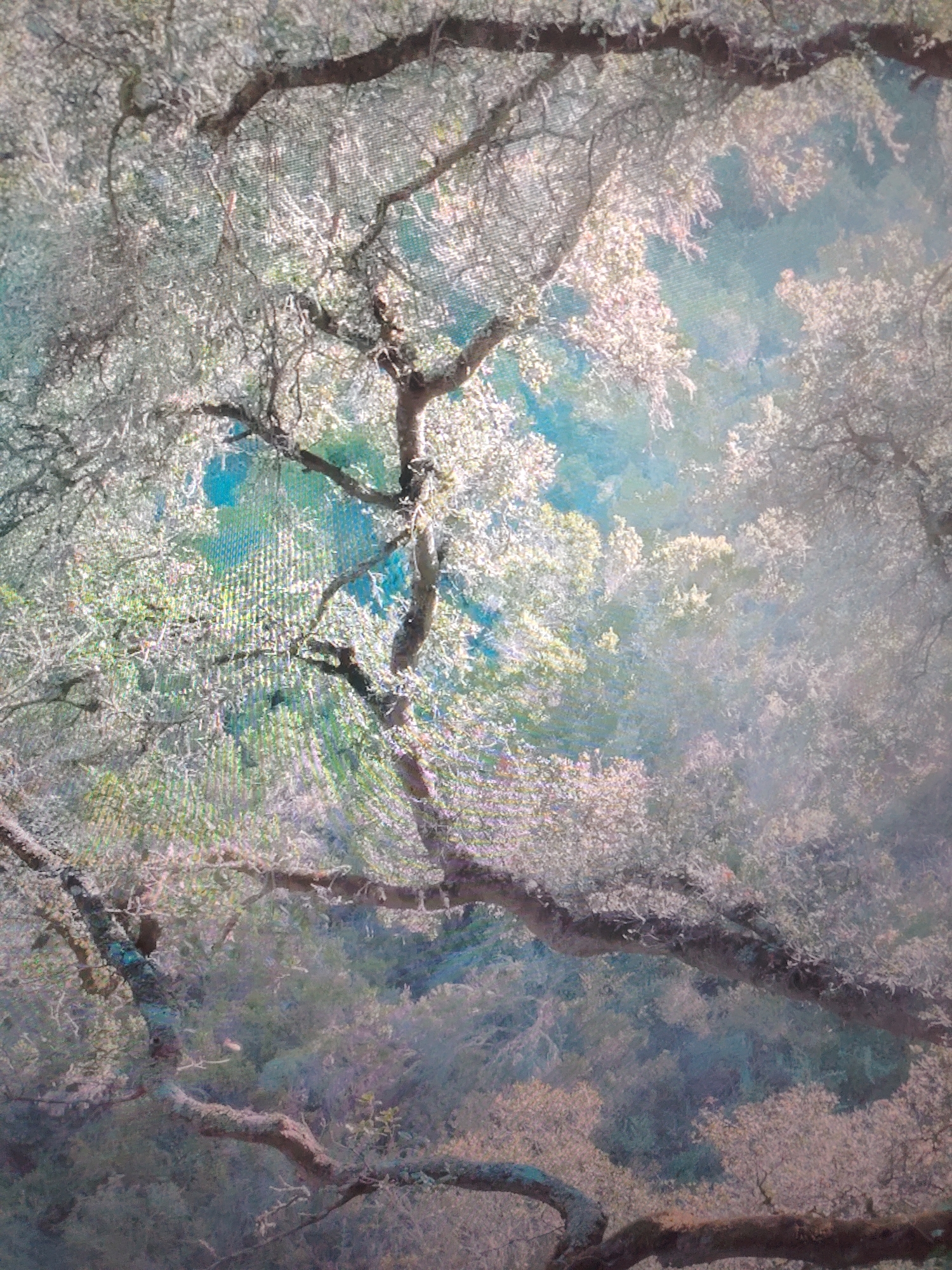 The image shows a view looking up into a dense forest canopy. Tree branches, covered with foliage, fill the frame. The leaves appear pale and possibly backlit by sunlight, creating a diffuse, ethereal quality. The sky is visible in patches through the foliage. The ground is not visible. The location is unknown.