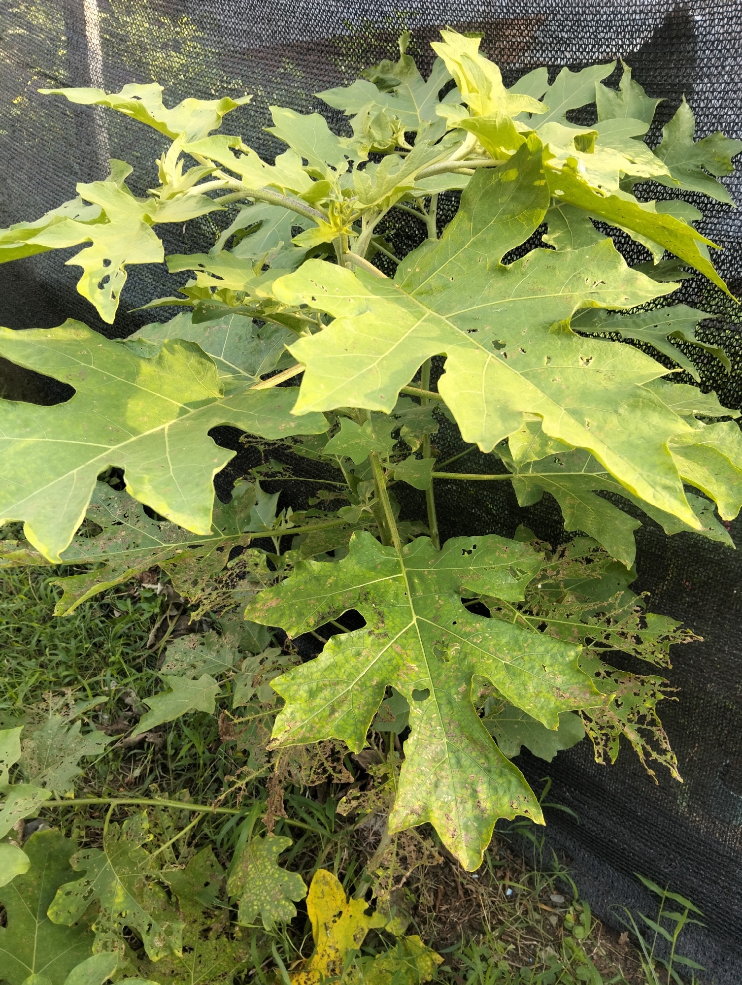 The image depicts a close-up view of a plant with large, green leaves. Many of the leaves show signs of damage, with holes and irregular edges, suggesting insect activity or disease. The plant is situated outdoors, with a black mesh-like material in the background, possibly a fence or shade cloth. Green grass and soil are visible at the base of the plant. The lighting suggests it is daytime, with sunlight illuminating the leaves. No people or specific landmarks of Payagaboh, Indonesia, are identifiable in this image.