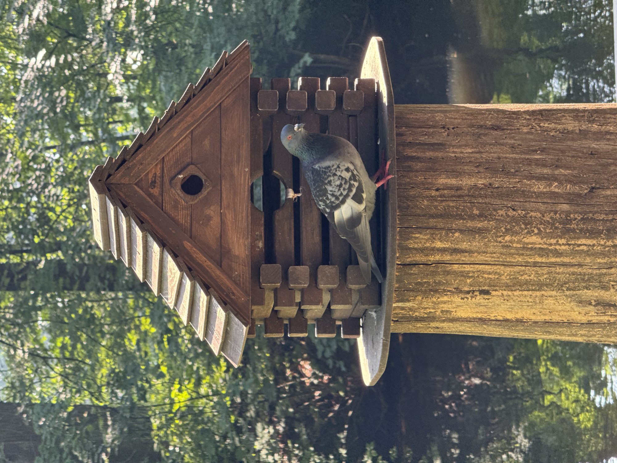 A pigeon stands on the flat top of a wooden post in front of a wooden birdhouse. The birdhouse has a gabled roof with layered shingles and log-like walls with a diamond-shaped opening. The pigeon is facing left, with its head tilted slightly. Its feathers are a mix of gray, white, and black, and its legs are pink. Sunlight illuminates the scene from the right. In the background, out-of-focus green trees are visible, and a dark body of water with reflections is present. The image was taken outdoors, likely in a park or garden setting within the city of Saint Petersburg, Russia.