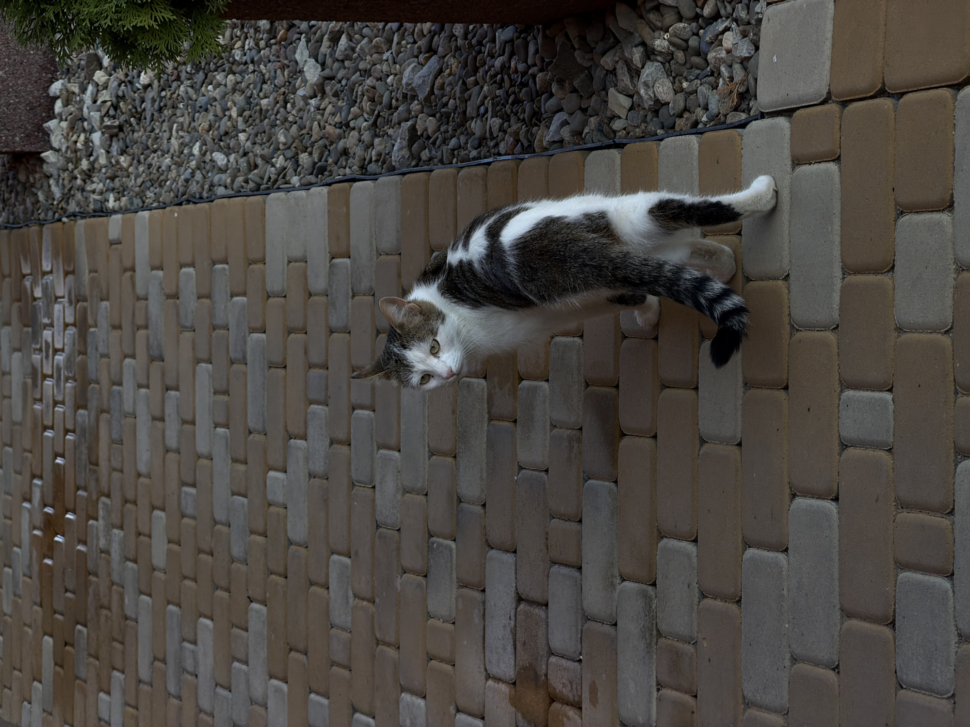 A short-haired cat with white and dark grey tabby markings stands on a paved walkway composed of rectangular bricks in shades of tan and grey. The cat is positioned facing left, with its body angled away from the camera and its head turned to look back over its left shoulder. Its tail is striped black and white and curls slightly. To the right of the walkway, there is an area covered in small grey stones, with a portion of a dark brown planter and green foliage visible at the far right edge of the frame. The walkway appears wet in some areas, suggesting recent rain or watering. The scene is devoid of any people, and no specific landmarks in Kamyshin, Russia, are identifiable.