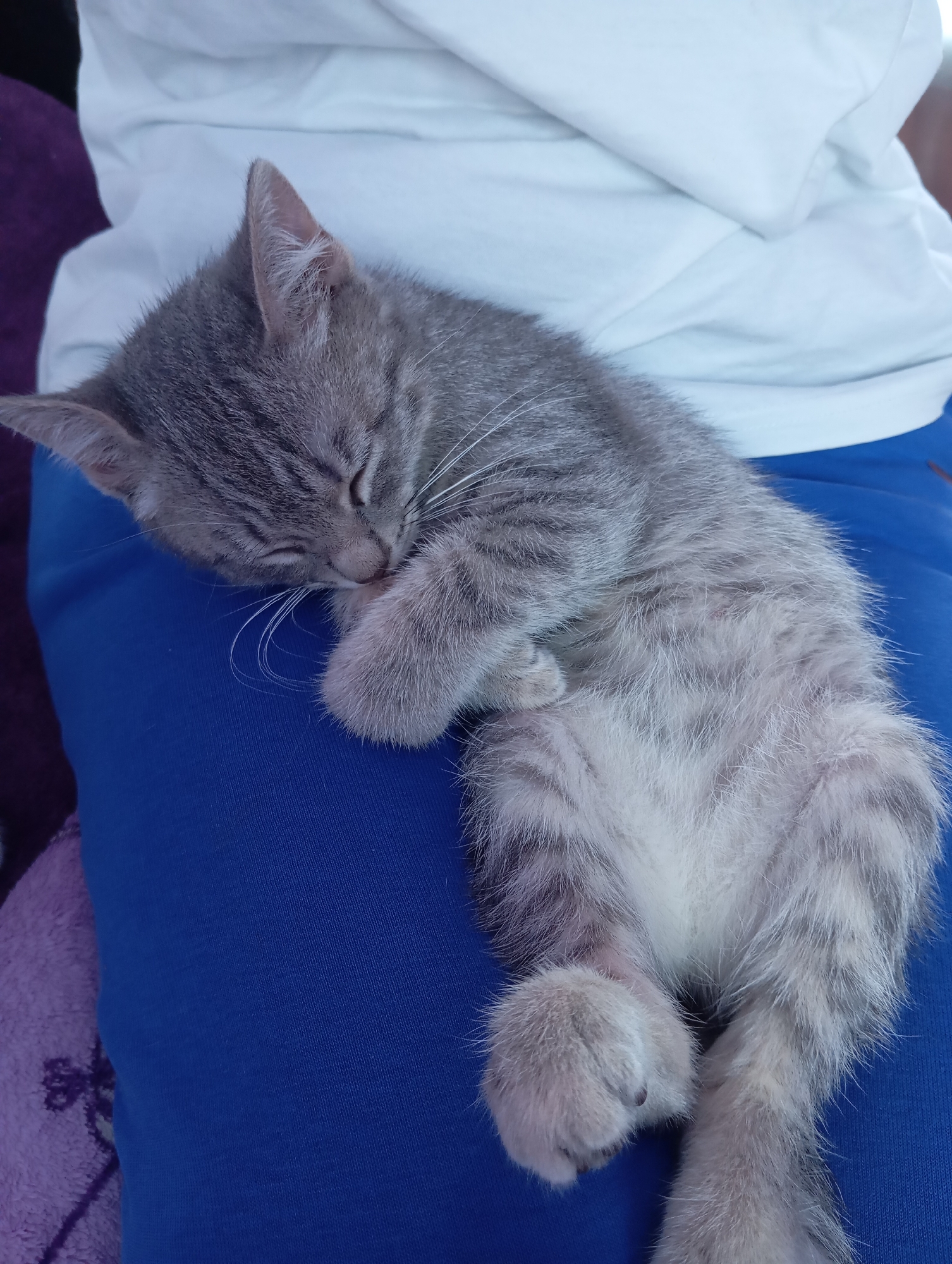 A grey tabby kitten is asleep on a person's lap. The person is wearing a white t-shirt and blue pants. The background is blurred. The image appears to have been taken indoors. There is no evidence to confirm that the image was taken in Baksan, Russia.