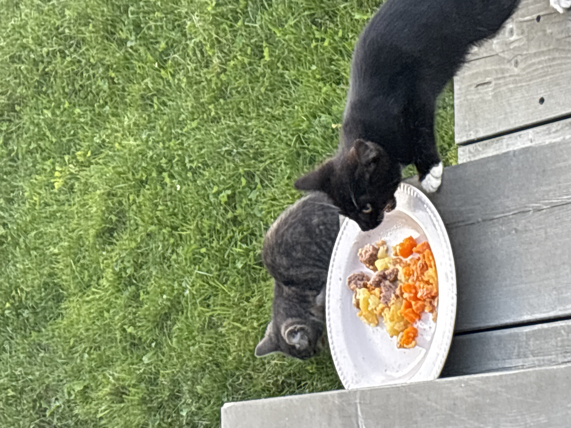 Two cats are eating from a plate of food on a wooden deck. The cat on the left is gray tabby and is facing away from the camera. The cat on the right is black and is facing the plate of food, with its head down and mouth open, appearing to be eating. The plate is white and appears to be made of disposable material, containing pieces of cat food that are orange and brown. The deck is made of weathered gray wood. Behind the deck is a patch of green grass. The image was taken outdoors. The location of Zvenigorod, Russia is not depicted or implied in the image.