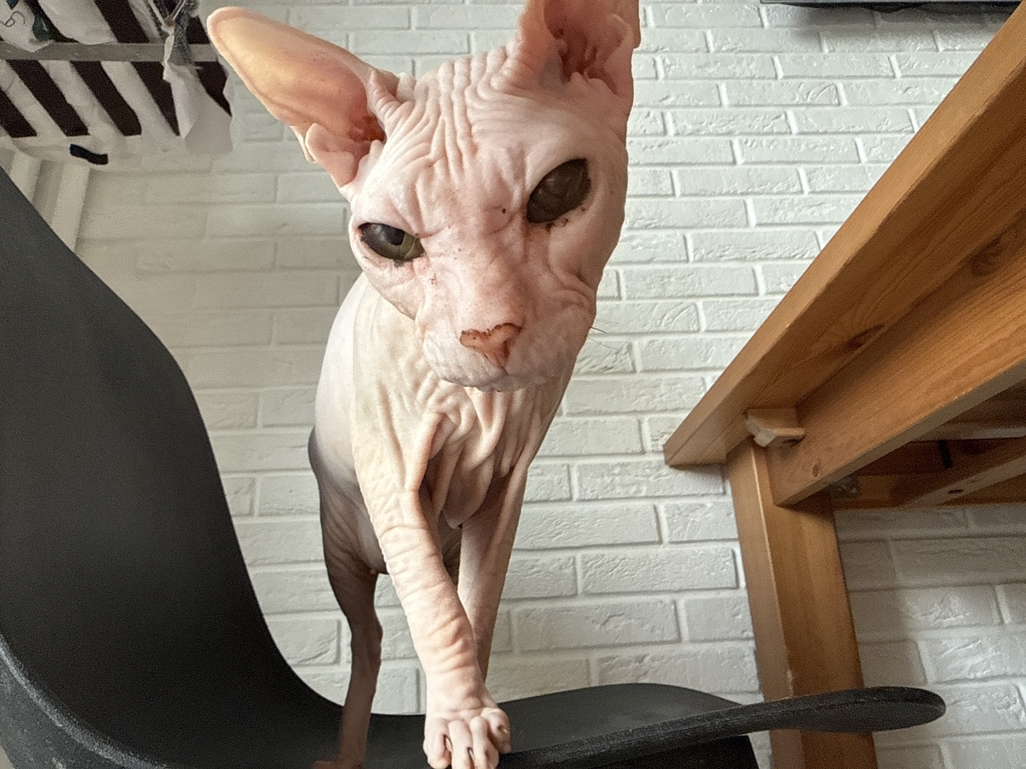 A hairless cat stands on a black chair next to a wooden table. The cat has wrinkled pink skin and dark eyes. Behind the cat is a white brick wall. The scene appears to be indoors, possibly in a residential setting. There is no information to suggest this location is in Krasnoyarsk, Russia.