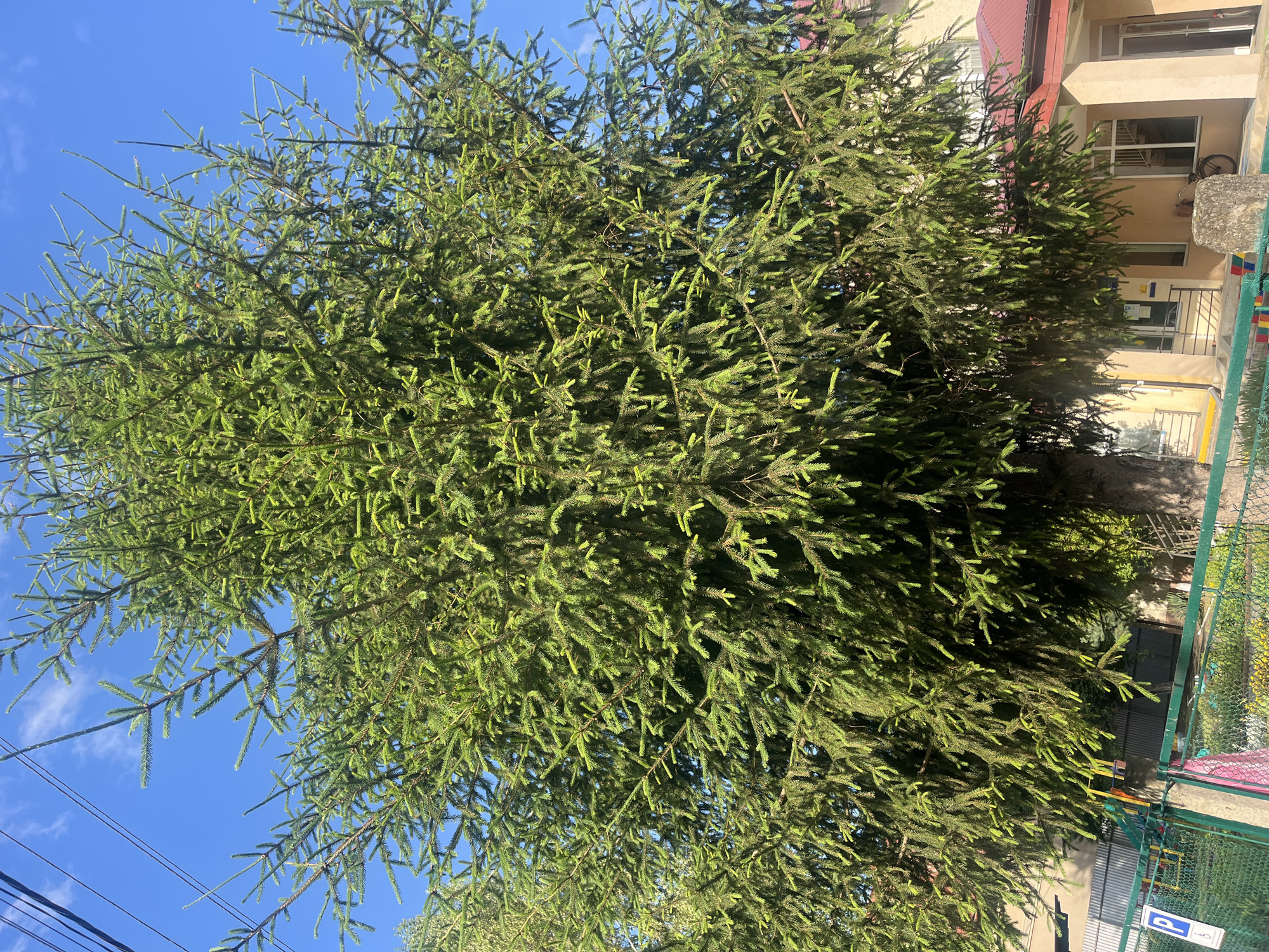 A tall, dense evergreen tree with bright green needles dominates the center of the image. The tree's branches are heavily laden with foliage, obscuring much of its trunk and the background. The tree is positioned in front of a building with a reddish-brown roof and pale yellow walls. A green metal fence runs along the bottom of the image, partially separating the tree from a street or pathway. A blue parking sign with a white 'P' is visible on the left side of the fence. The sky above is a clear, vibrant blue with a few wispy clouds. The scene appears to be a sunny day in a residential or semi-commercial area.